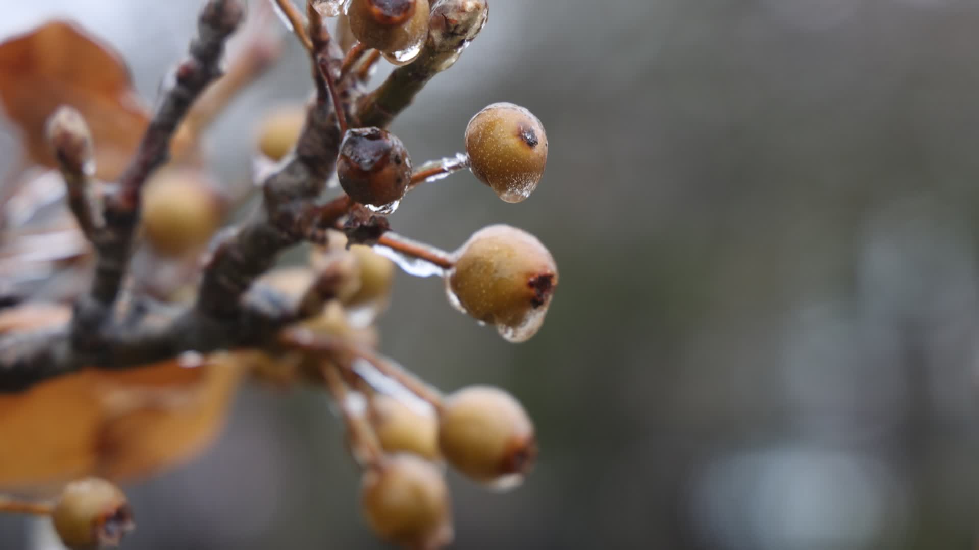 Freezing rain results in surfaces being coated with a sheet of ice in Toronto, Canada
