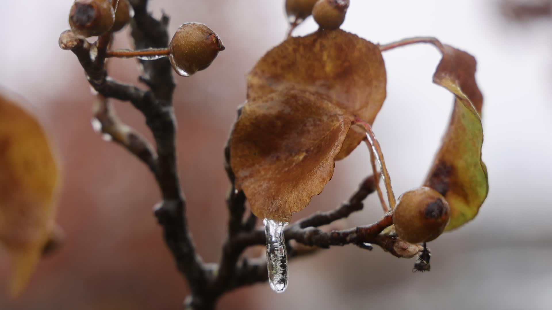 Freezing rain results in surfaces being coated with a sheet of ice in Toronto, Canada