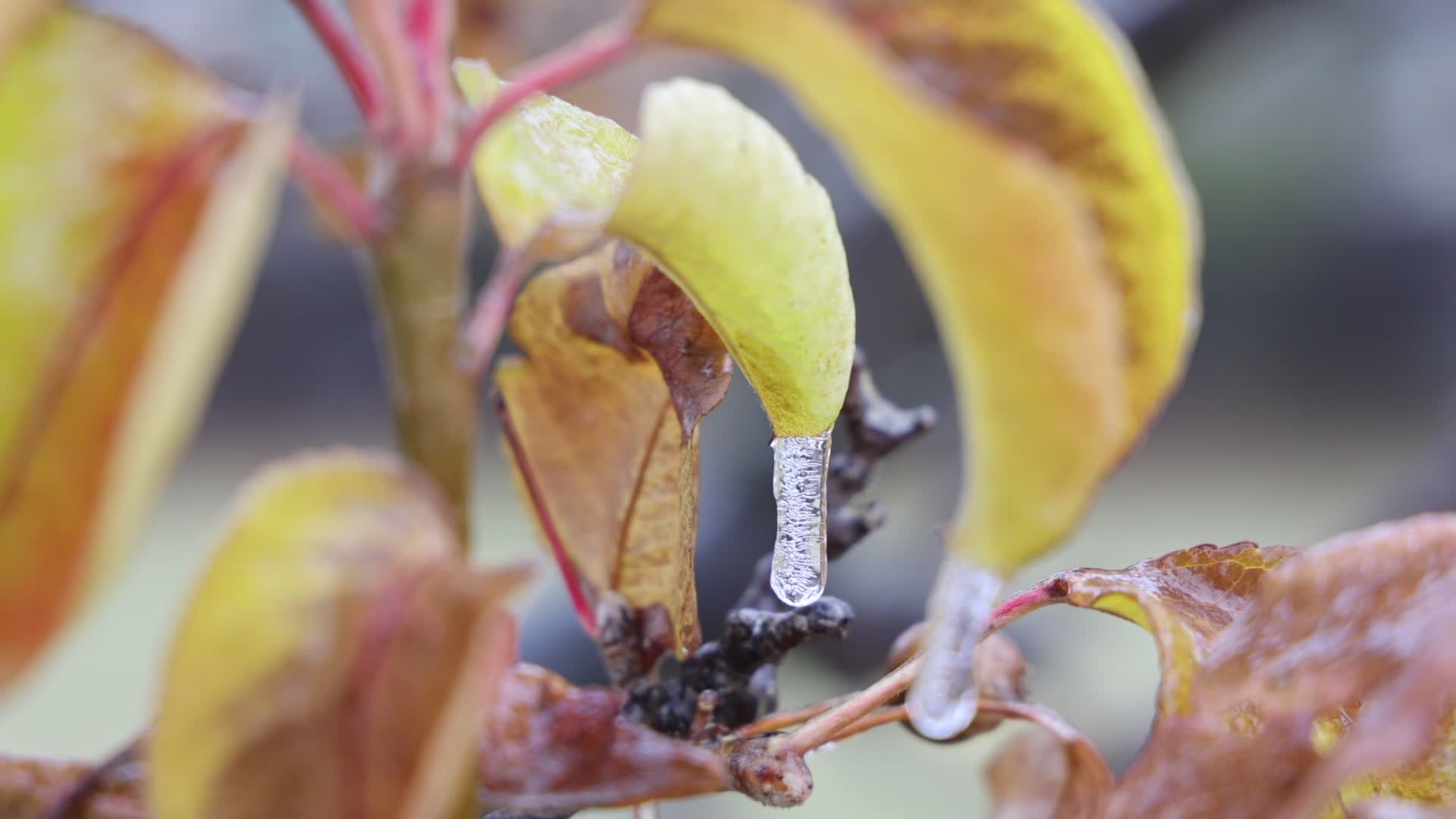Freezing rain results in surfaces being coated with a sheet of ice in Toronto, Canada