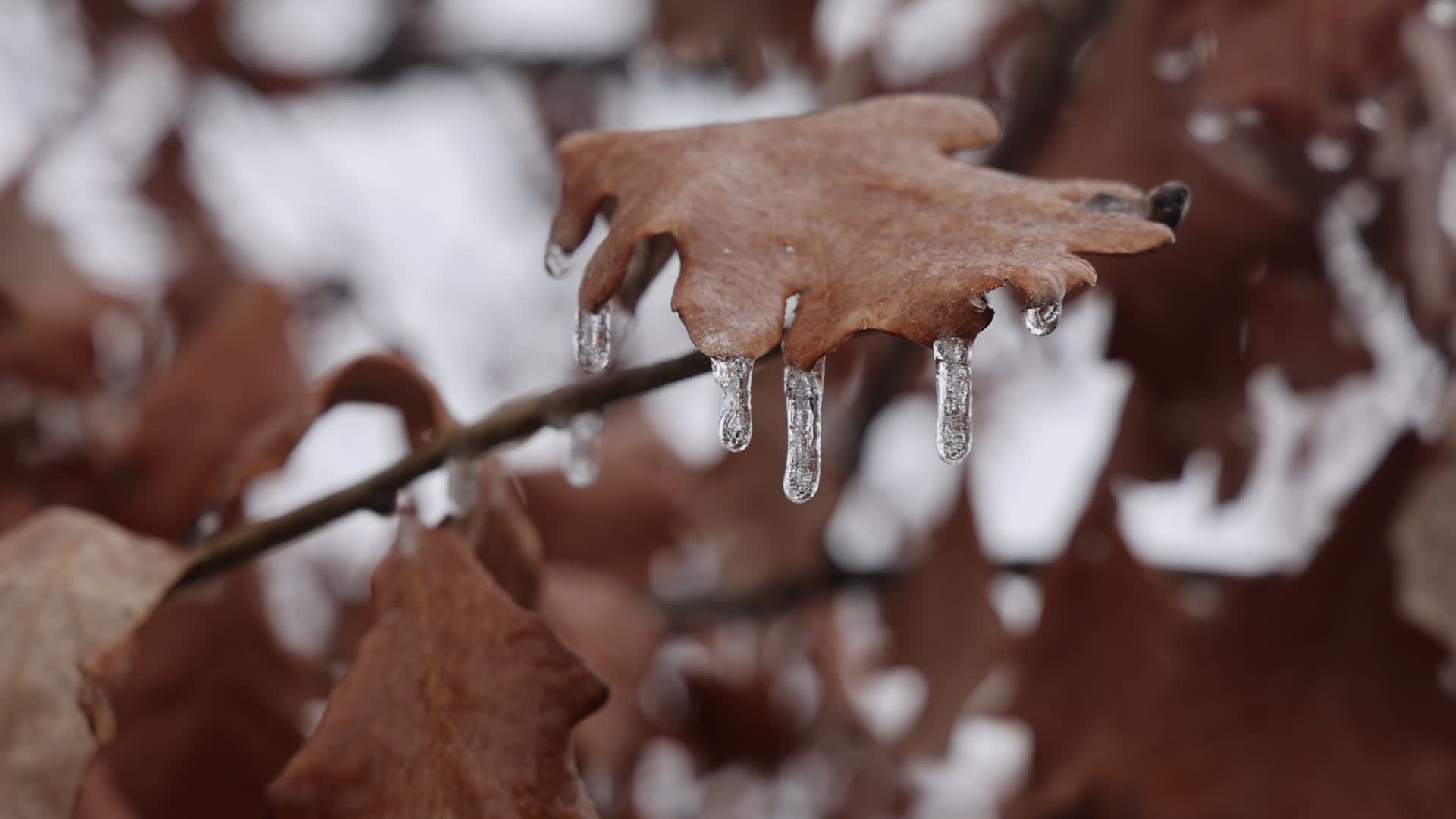 Freezing rain results in surfaces being coated with a sheet of ice in Toronto, Canada