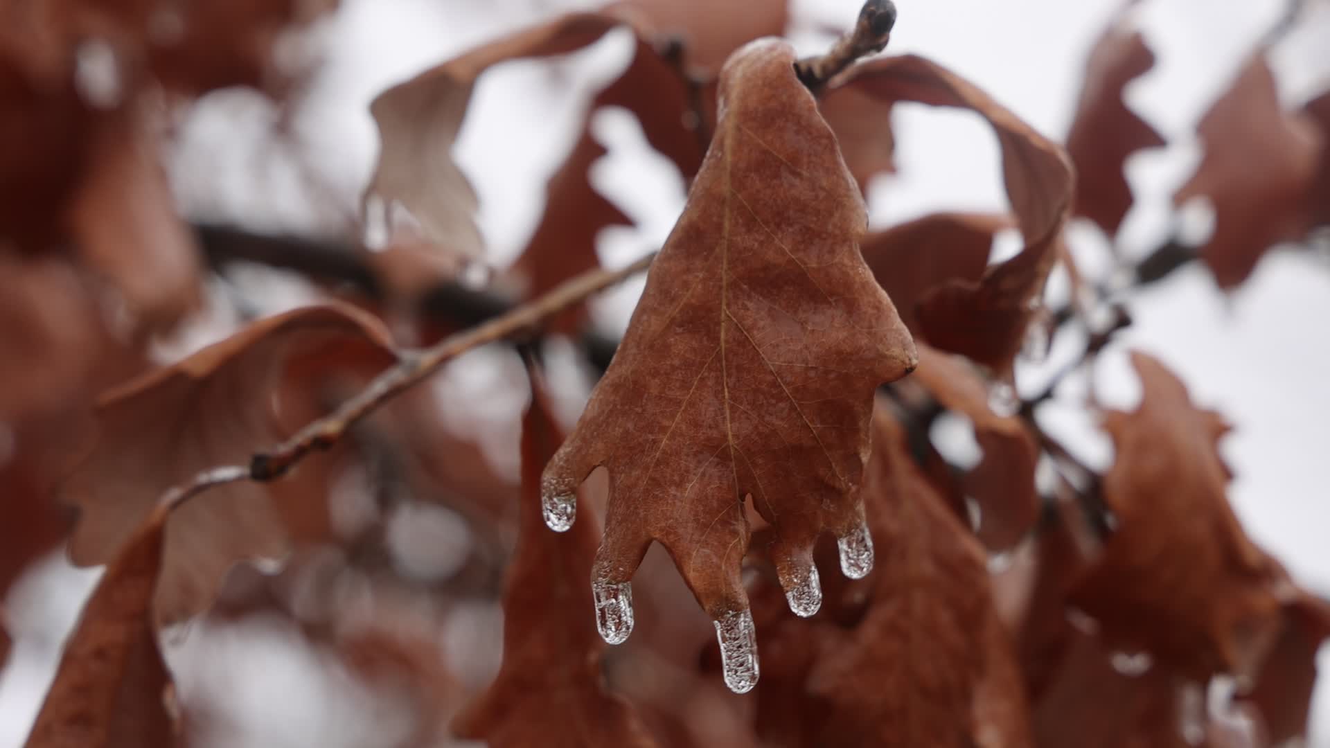 Freezing rain results in surfaces being coated with a sheet of ice in Toronto, Canada