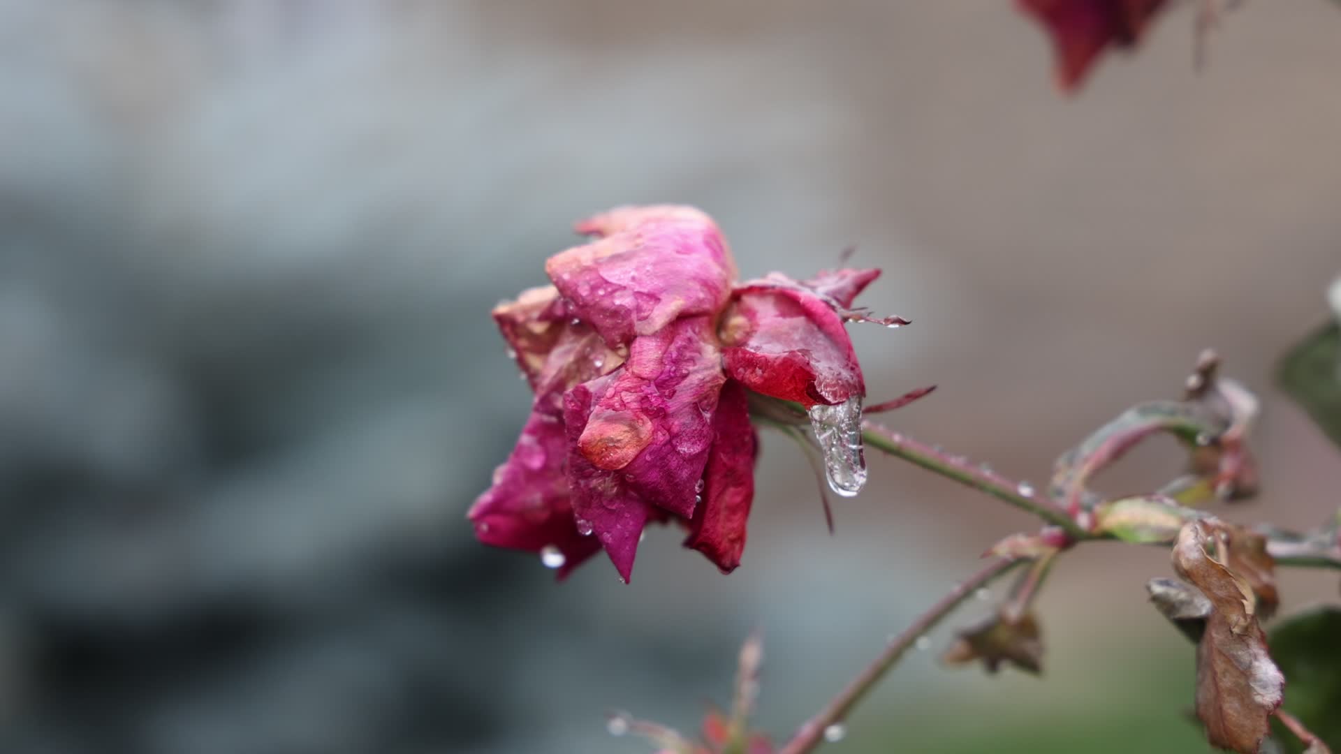 Freezing rain results in surfaces being coated with a sheet of ice in Toronto, Canada