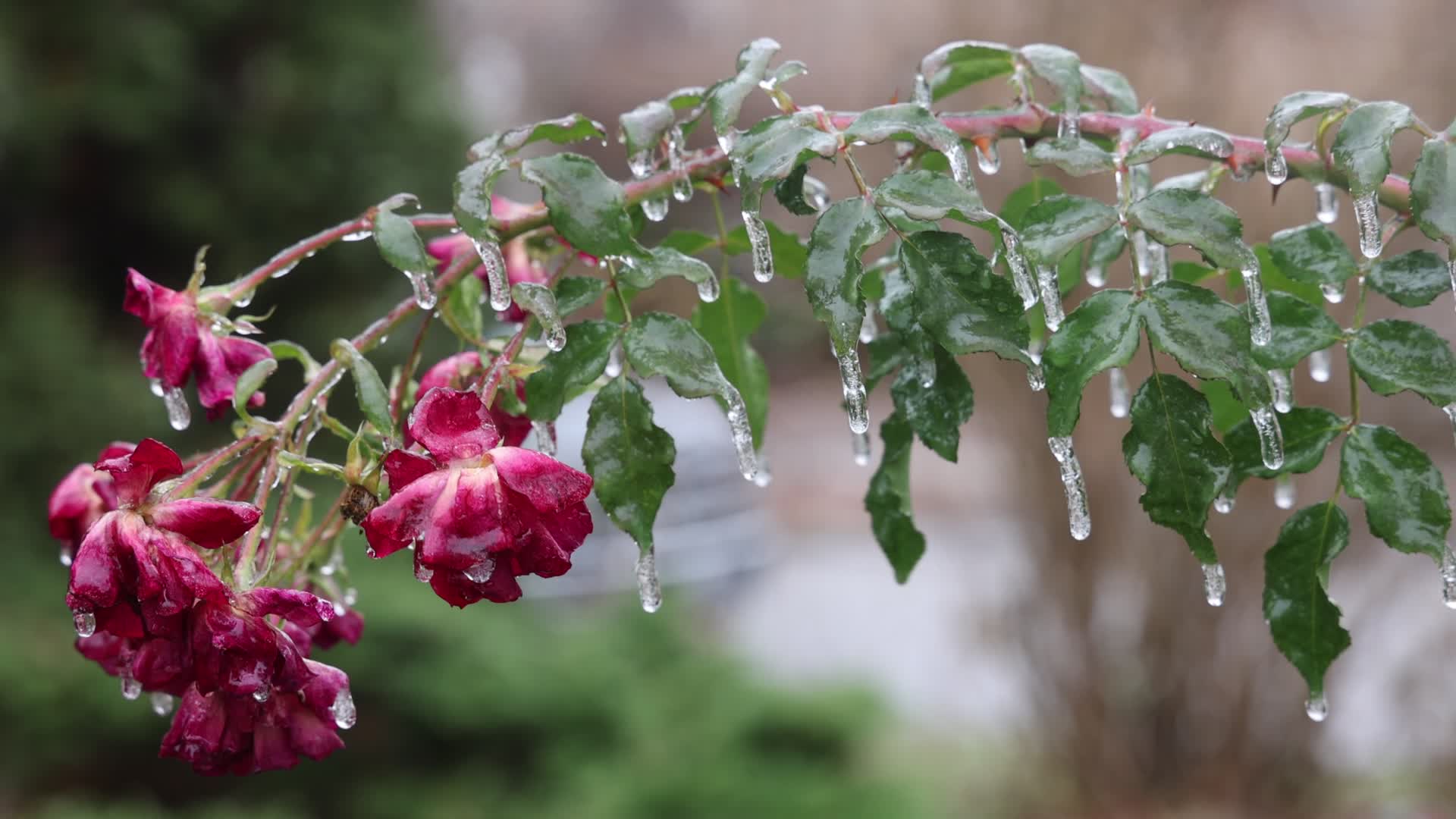 Freezing rain results in surfaces being coated with a sheet of ice in Toronto, Canada
