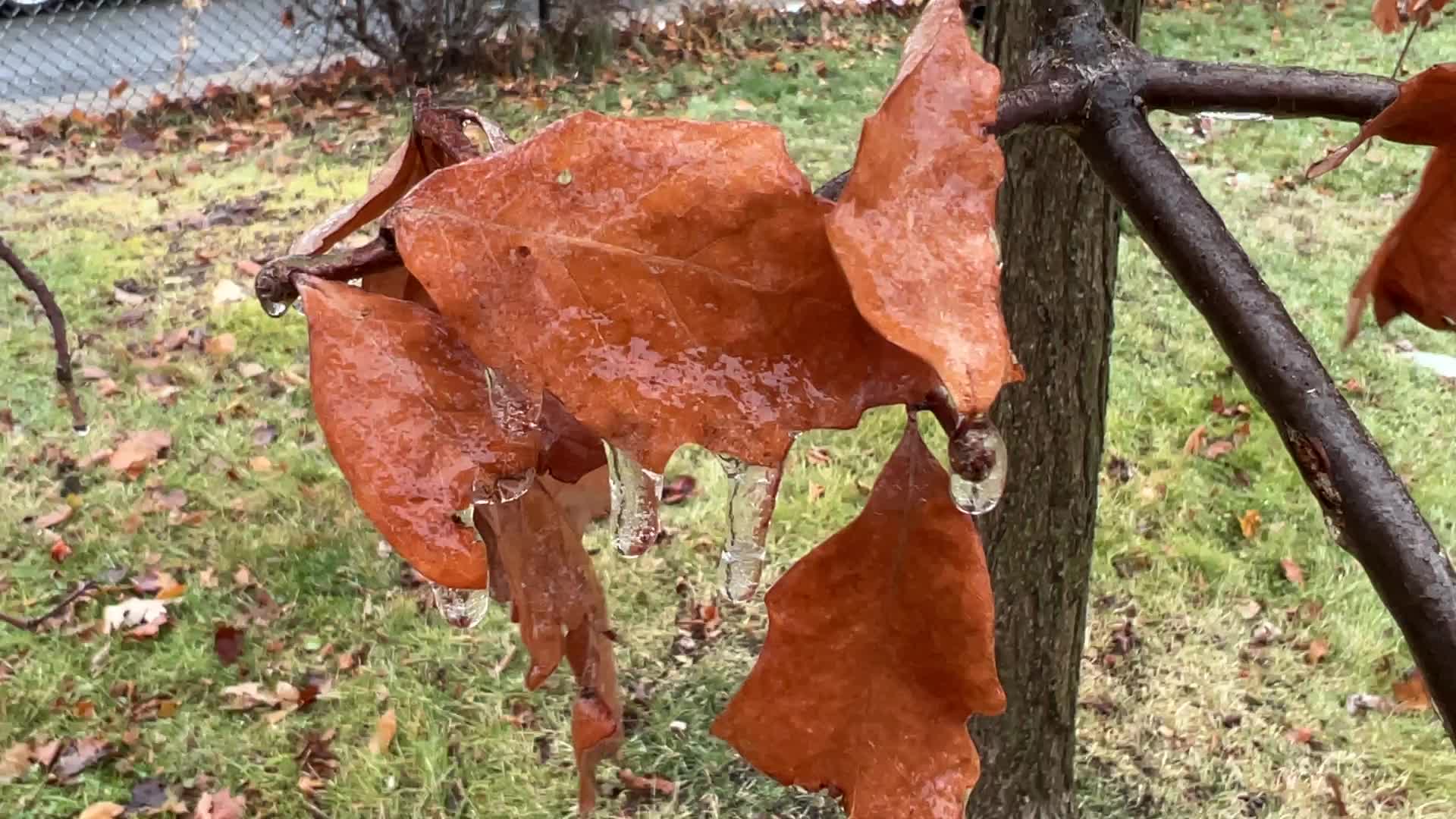 Freezing rain results in surfaces being coated with a sheet of ice in Toronto, Canada