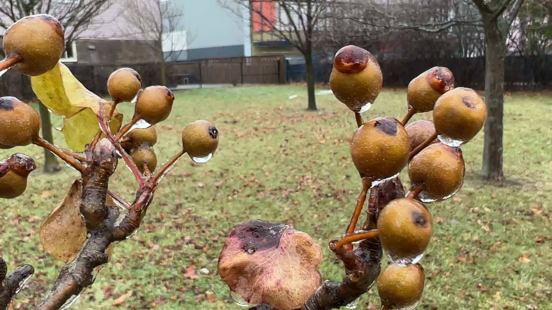 Freezing rain results in surfaces being coated with a sheet of ice in Toronto, Canada