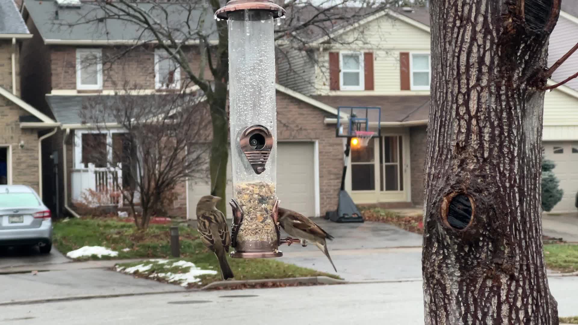 Freezing rain results in surfaces being coated with a sheet of ice in Toronto, Canada