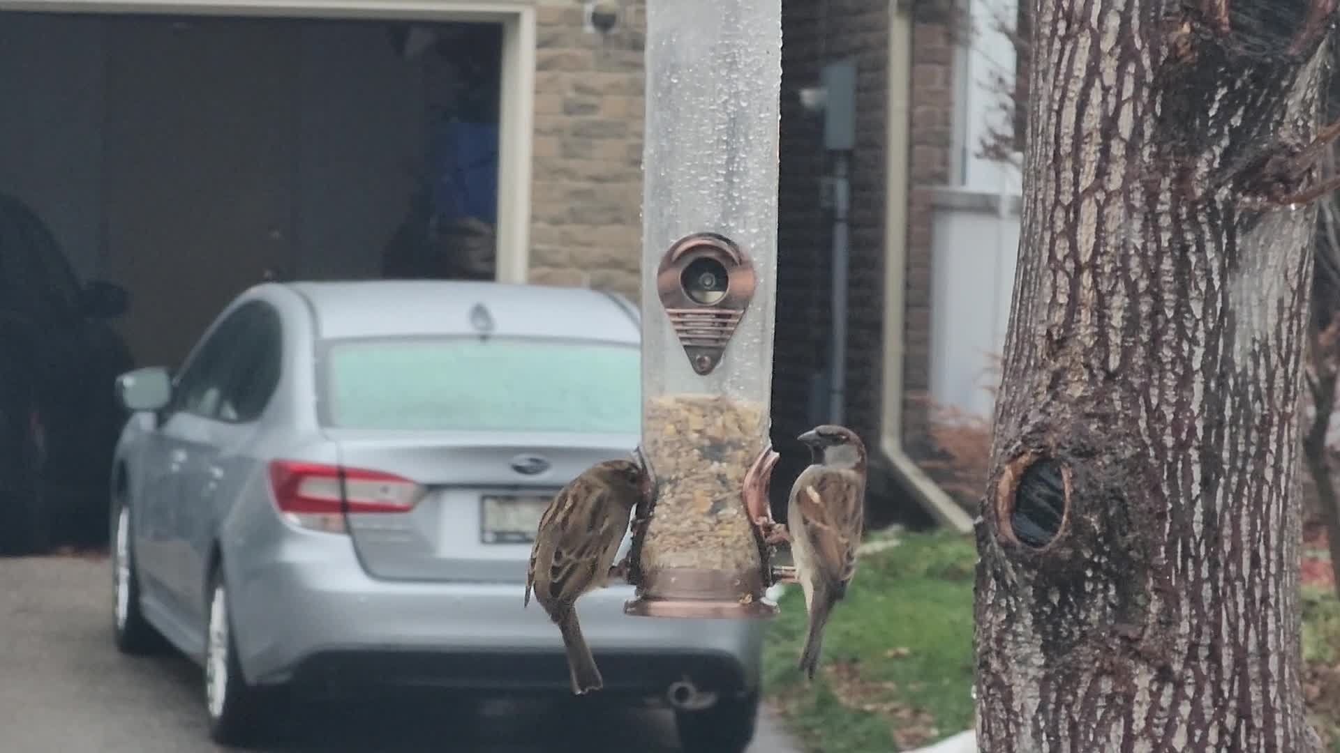 Freezing rain results in surfaces being coated with a sheet of ice in Toronto, Canada