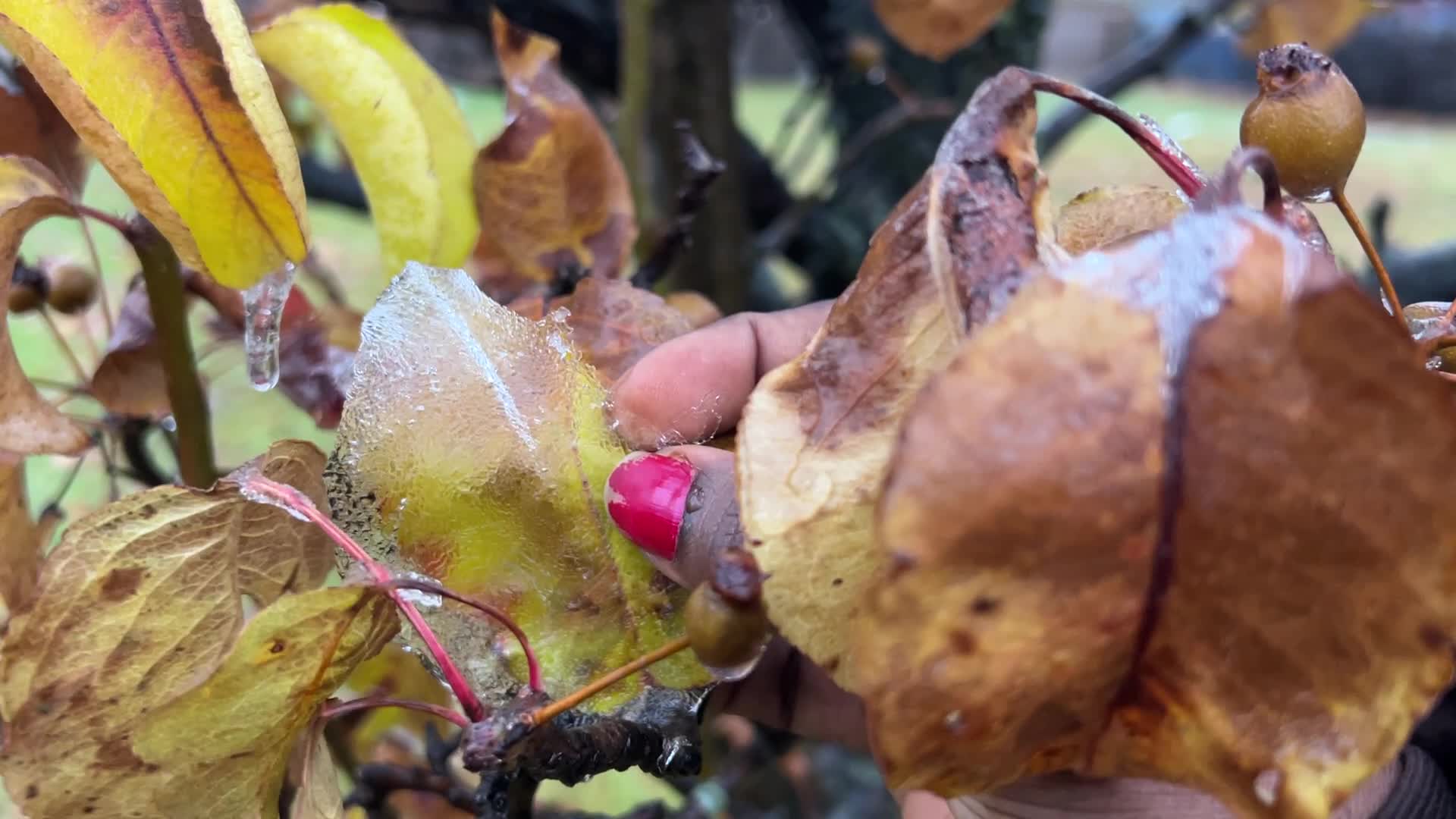 Freezing rain results in surfaces being coated with a sheet of ice in Toronto, Canada