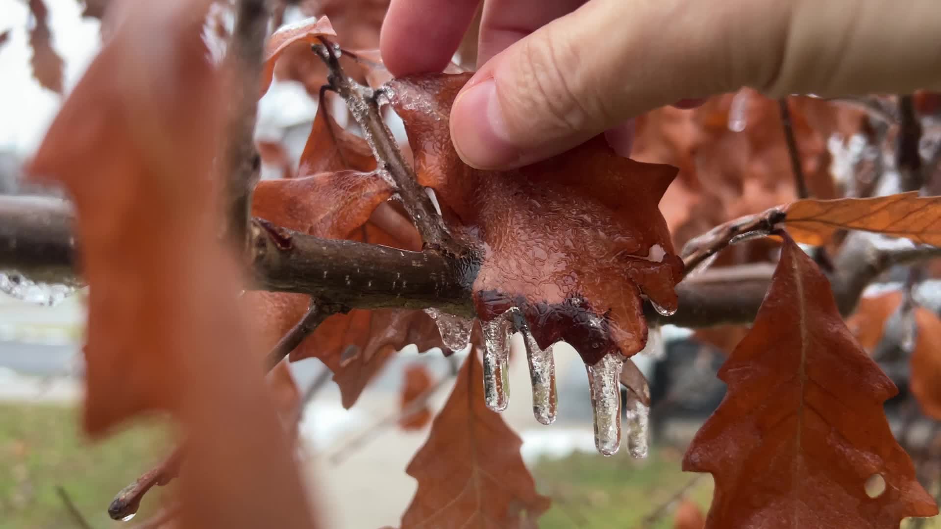Freezing rain results in surfaces being coated with a sheet of ice in Toronto, Canada