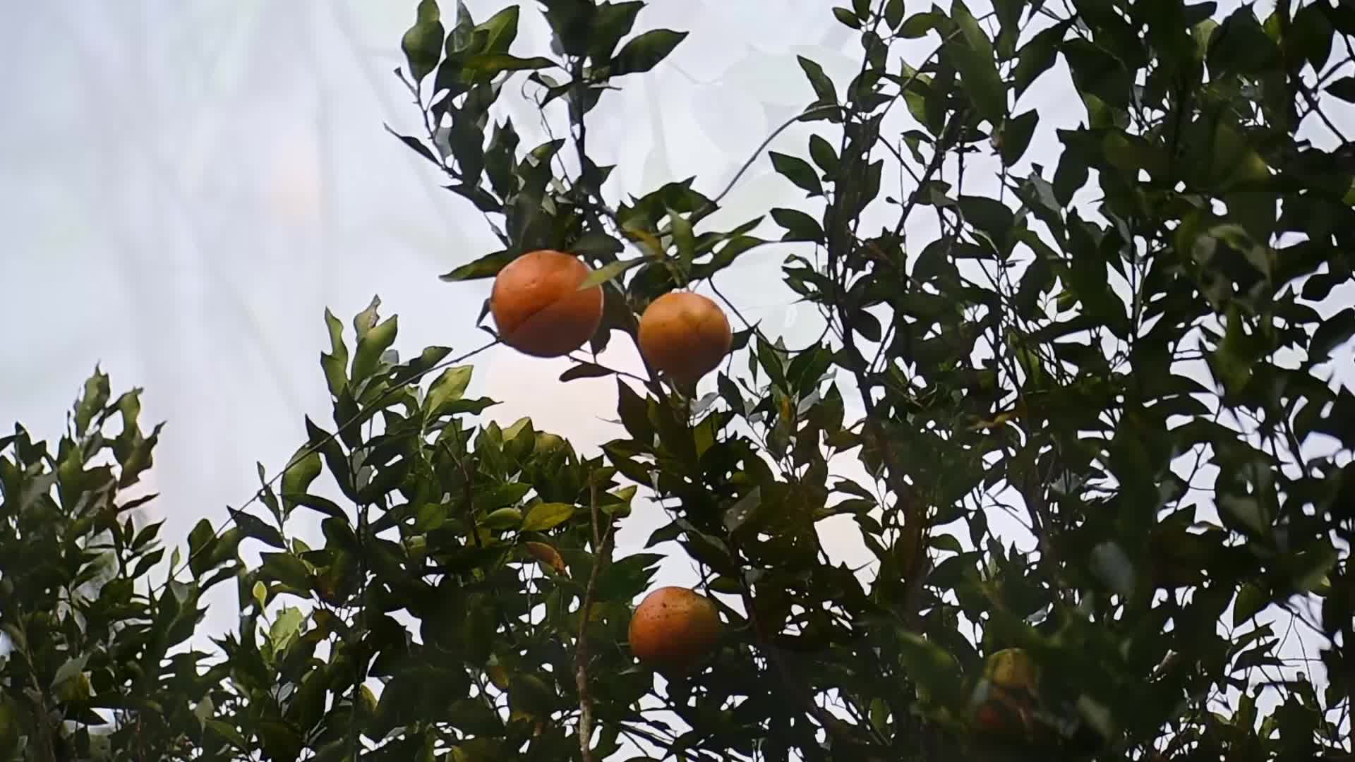 Ampri Valley Orange Festival in India 