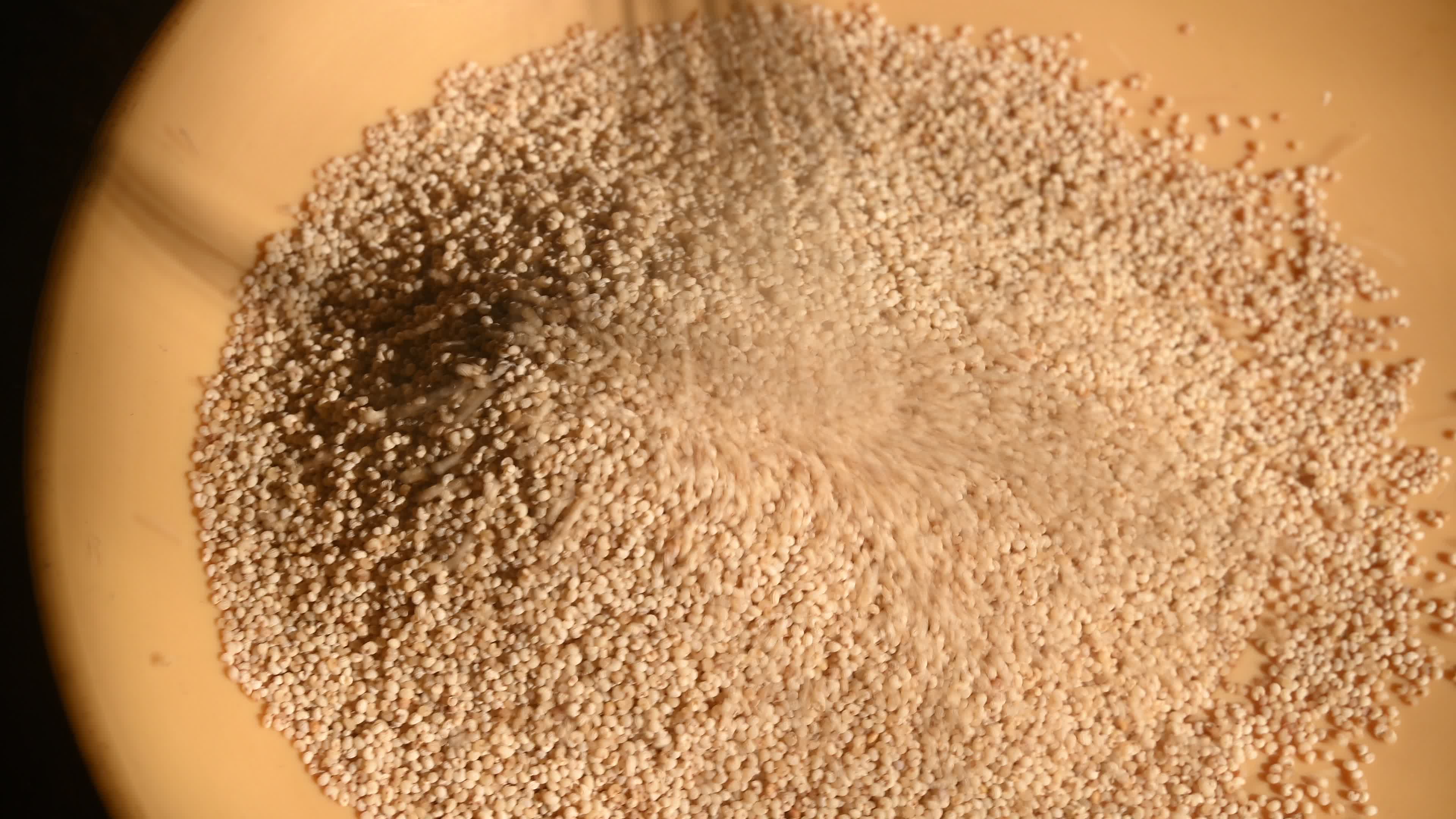 Poppy Seeds - Opium Poppy - Papaver somniferum - Food - Cultivation
