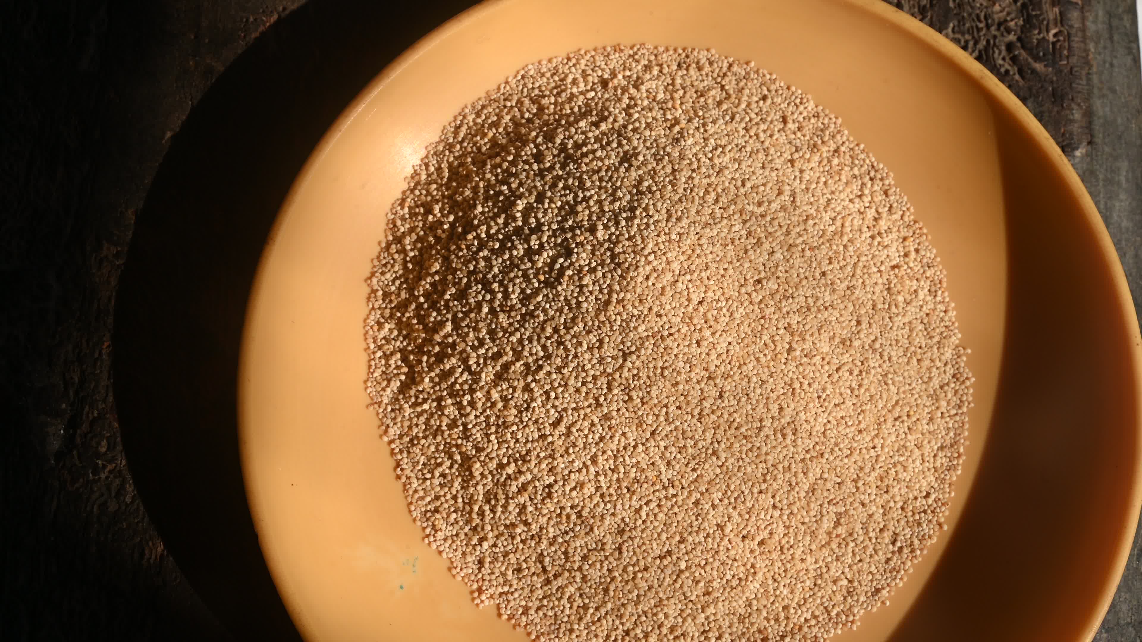 Poppy Seeds - Opium Poppy - Papaver somniferum - Food - Cultivation
