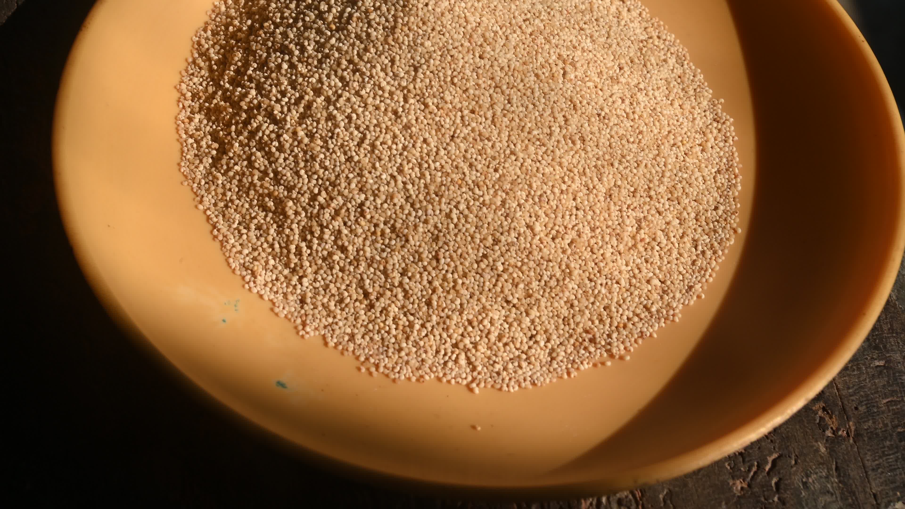 Poppy Seeds - Opium Poppy - Papaver somniferum - Food - Cultivation
