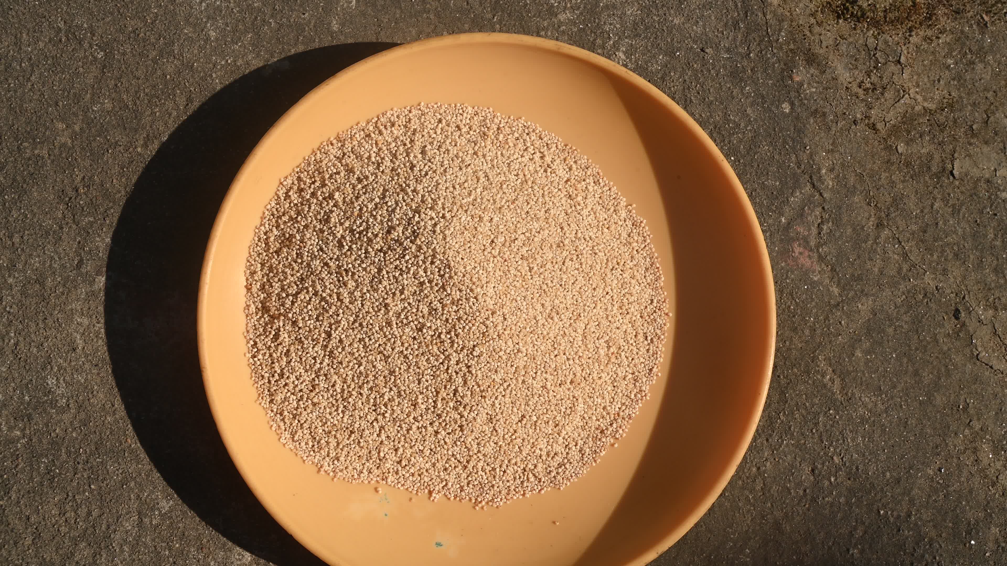Poppy Seeds - Opium Poppy - Papaver somniferum - Food - Cultivation
