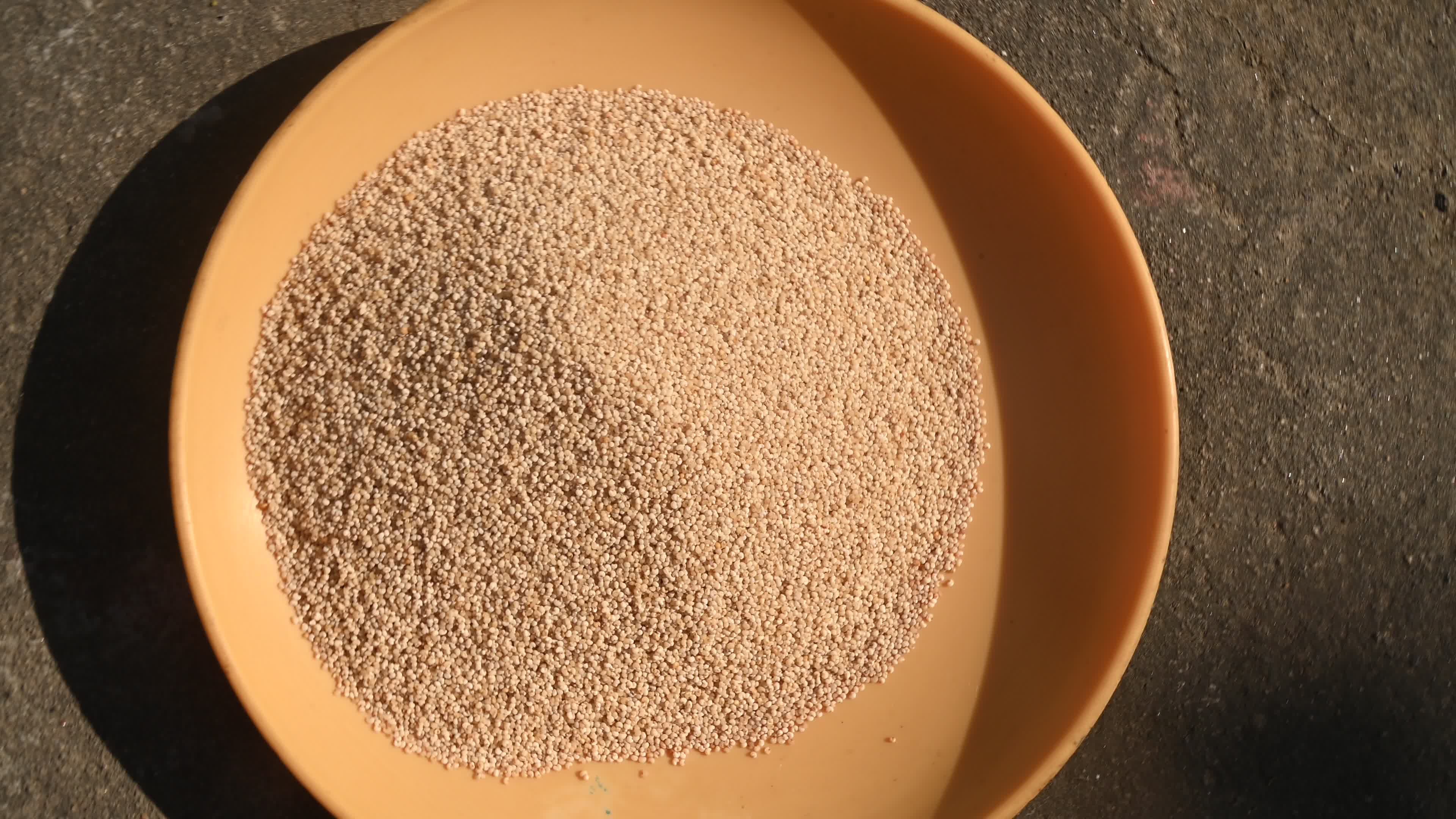 Poppy Seeds - Opium Poppy - Papaver somniferum - Food - Cultivation
