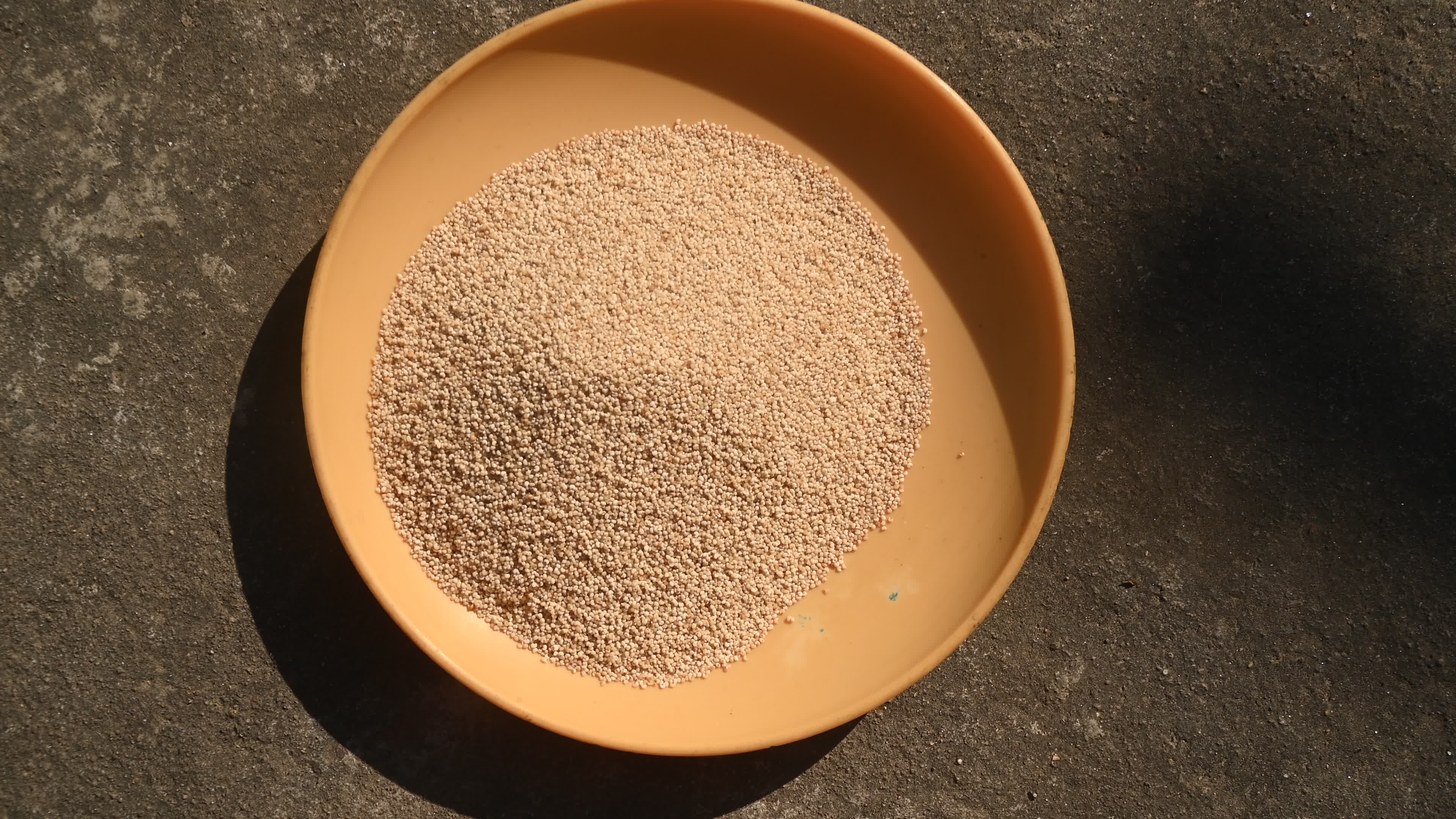 Poppy Seeds - Opium Poppy - Papaver somniferum - Food - Cultivation
