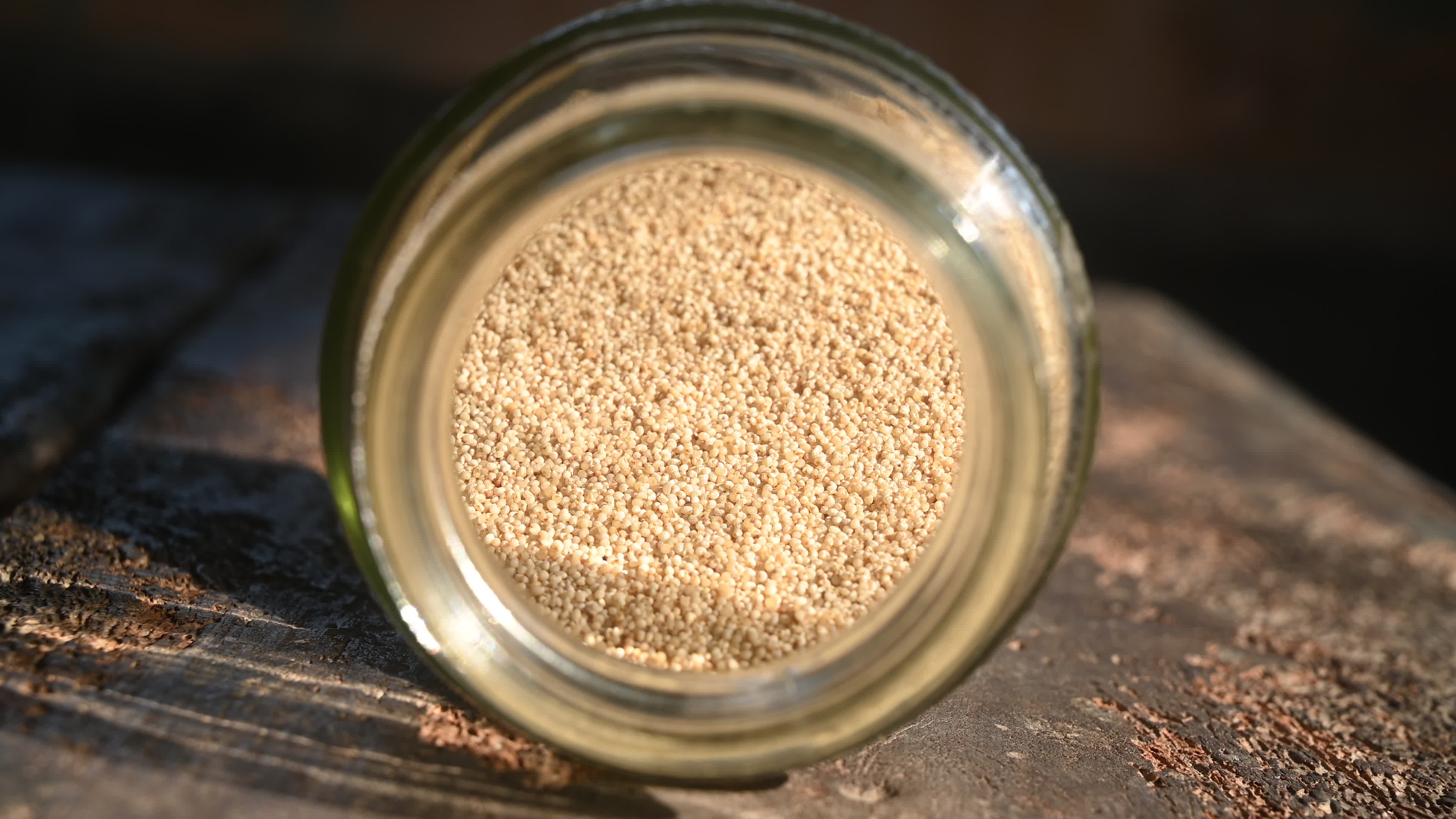 Poppy Seeds - Opium Poppy - Papaver somniferum - Food - Cultivation
