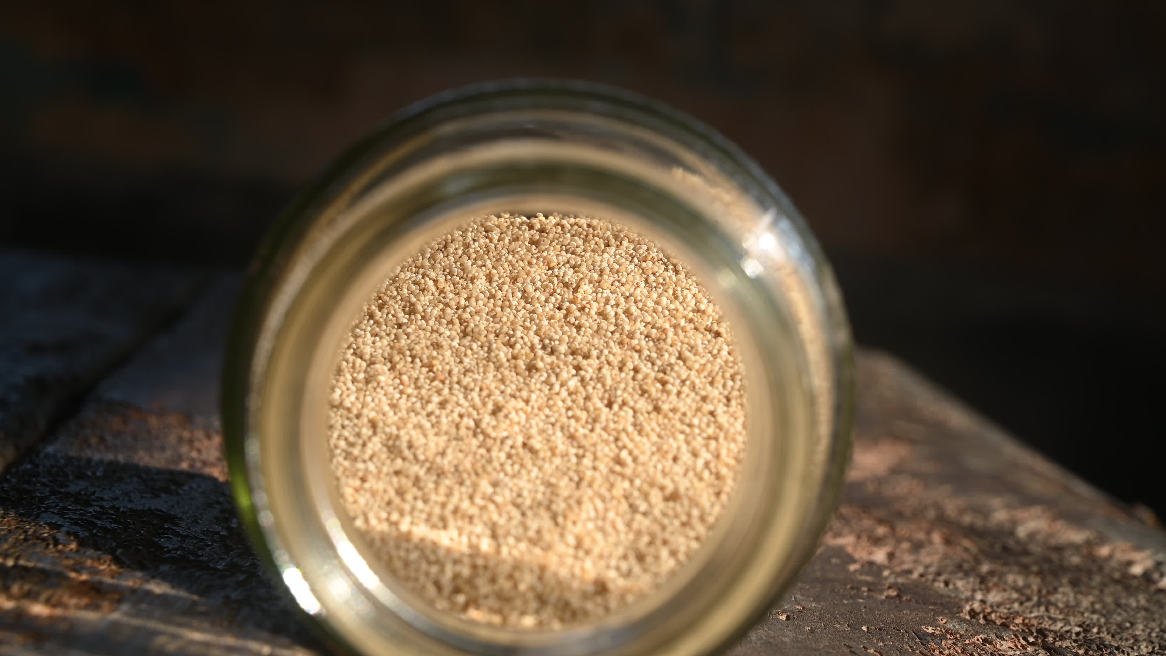 Poppy Seeds - Opium Poppy - Papaver somniferum - Food - Cultivation
