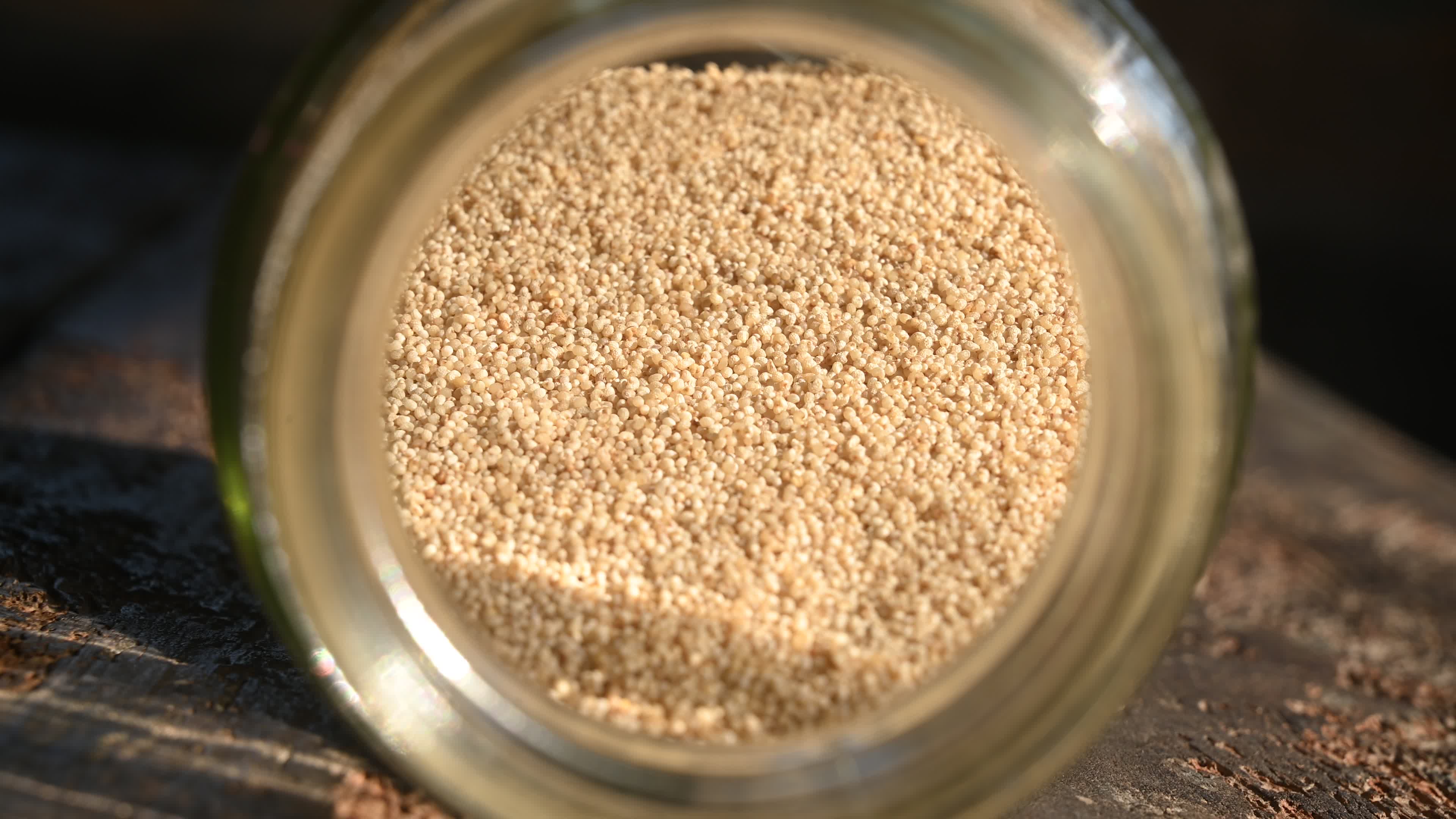 Poppy Seeds - Opium Poppy - Papaver somniferum - Food - Cultivation

