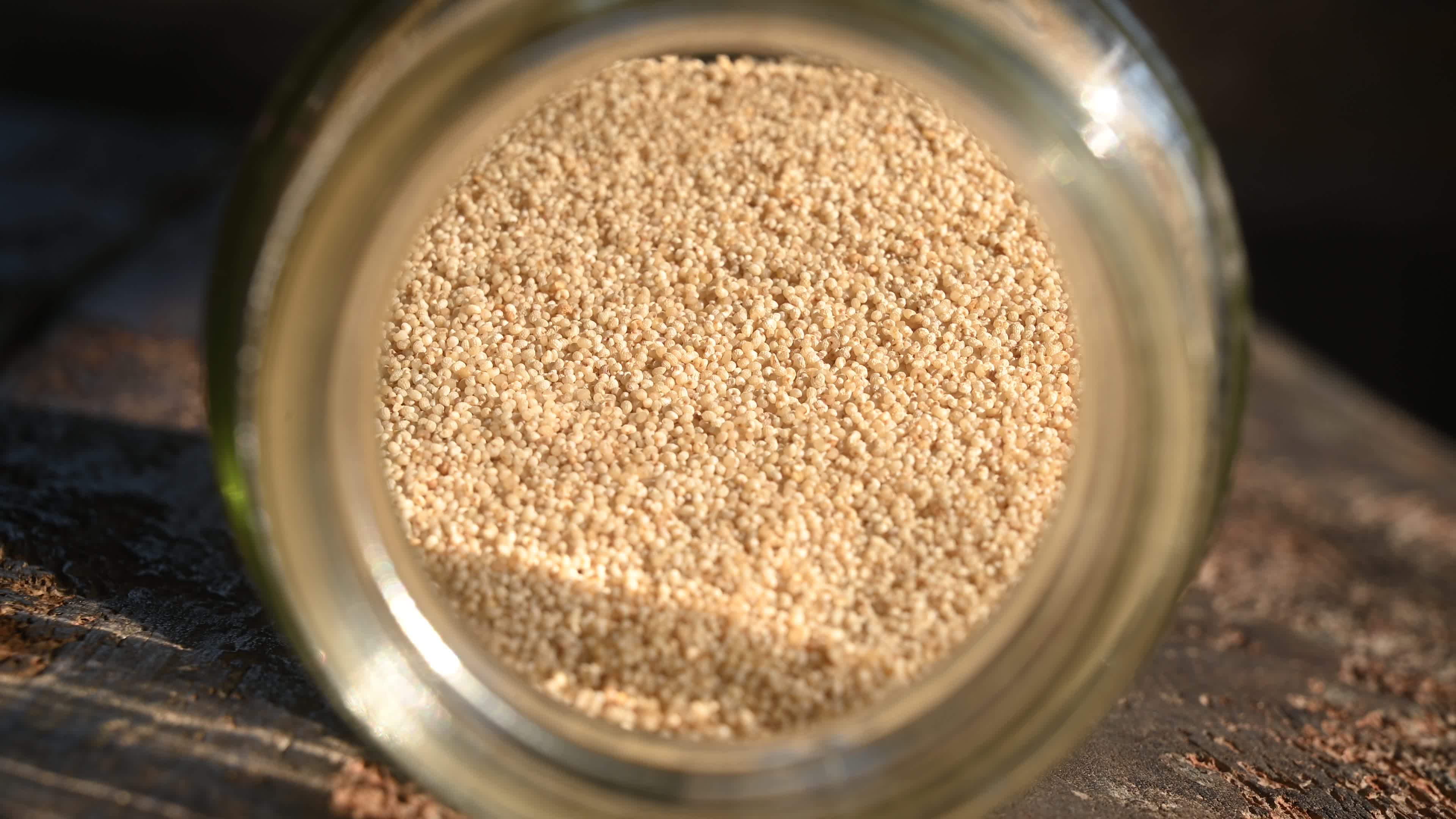 Poppy Seeds - Opium Poppy - Papaver somniferum - Food - Cultivation
