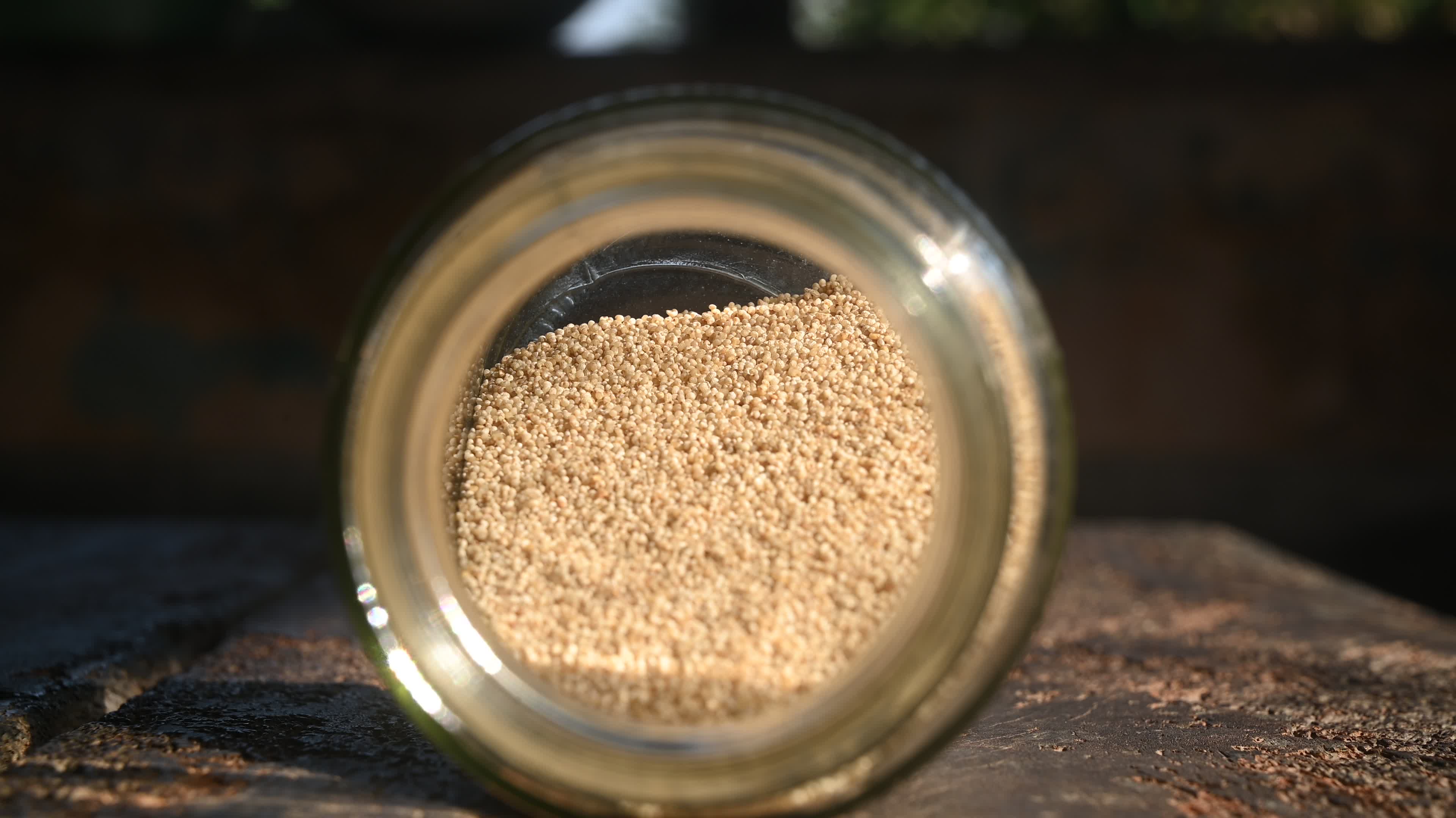 Poppy Seeds - Opium Poppy - Papaver somniferum - Food - Cultivation
