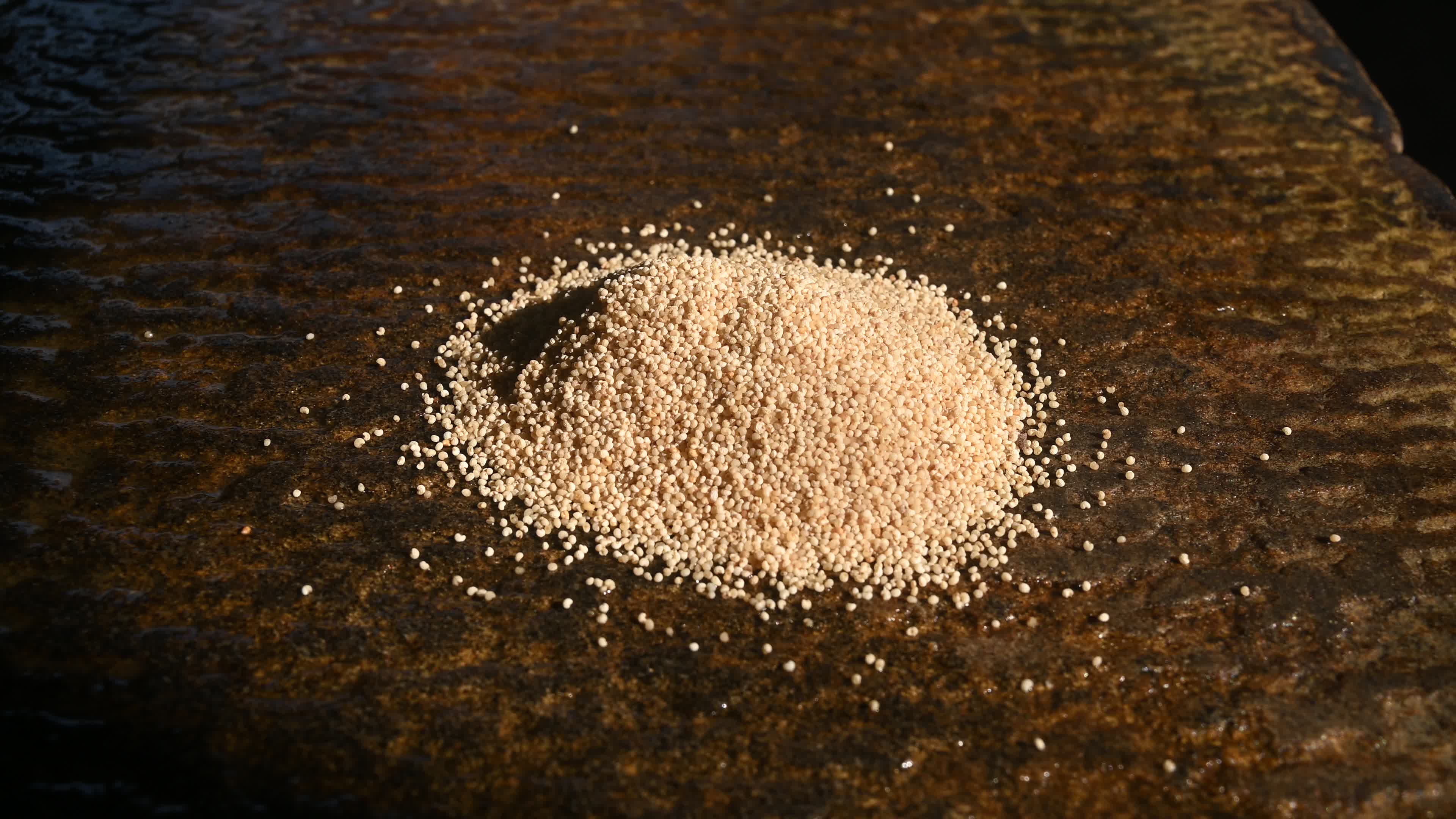 Poppy Seeds - Opium Poppy - Papaver somniferum - Food - Cultivation
