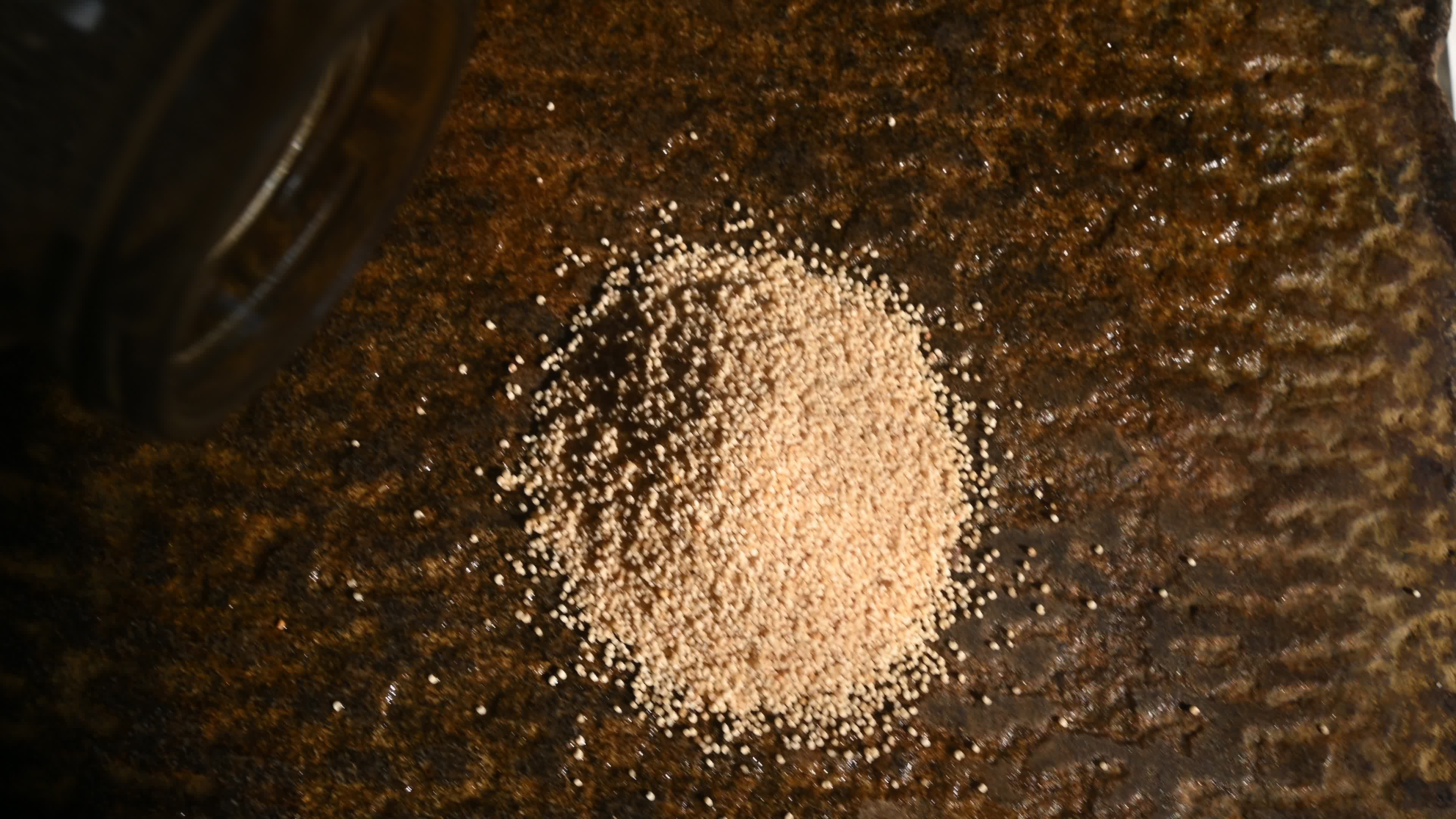 Poppy Seeds - Opium Poppy - Papaver somniferum - Food - Cultivation

