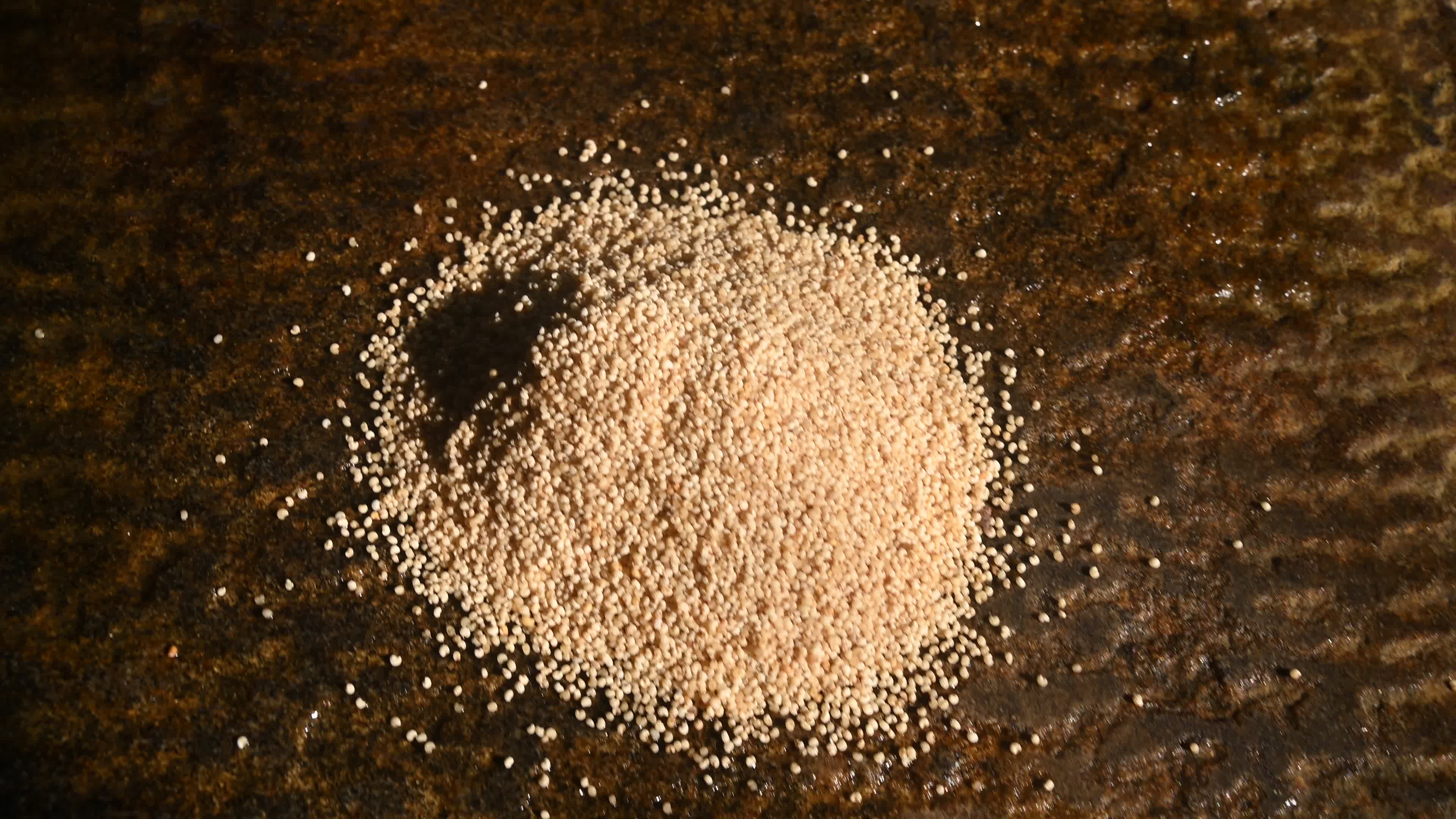 Poppy Seeds - Opium Poppy - Papaver somniferum - Food - Cultivation
