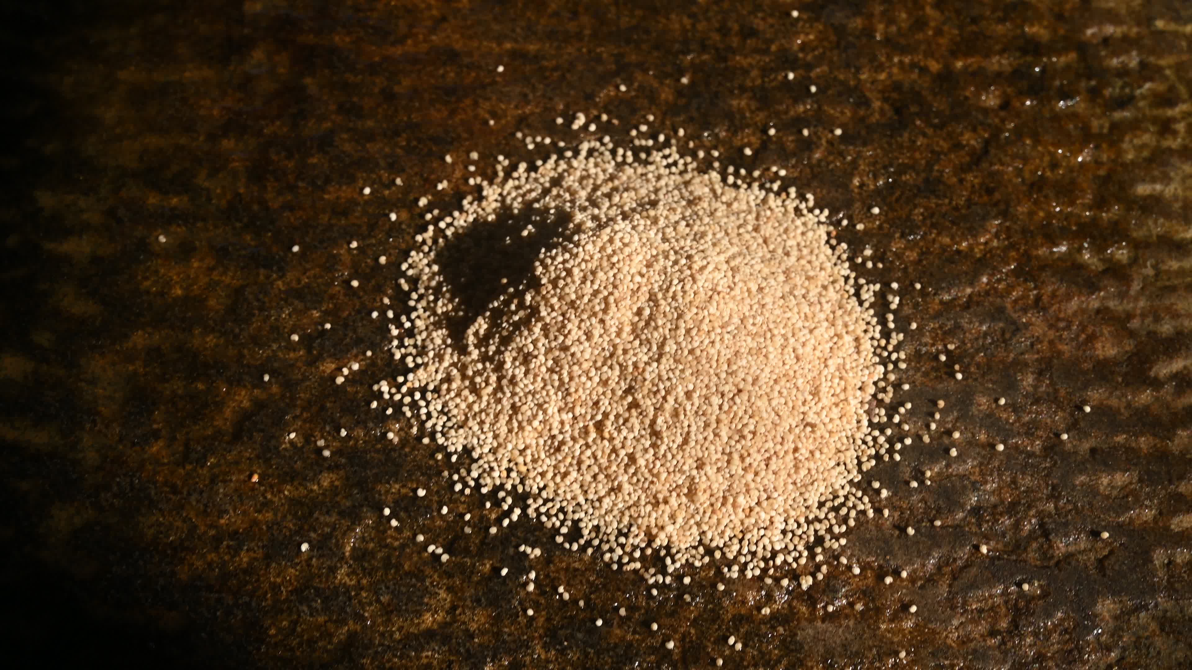 Poppy Seeds - Opium Poppy - Papaver somniferum - Food - Cultivation
