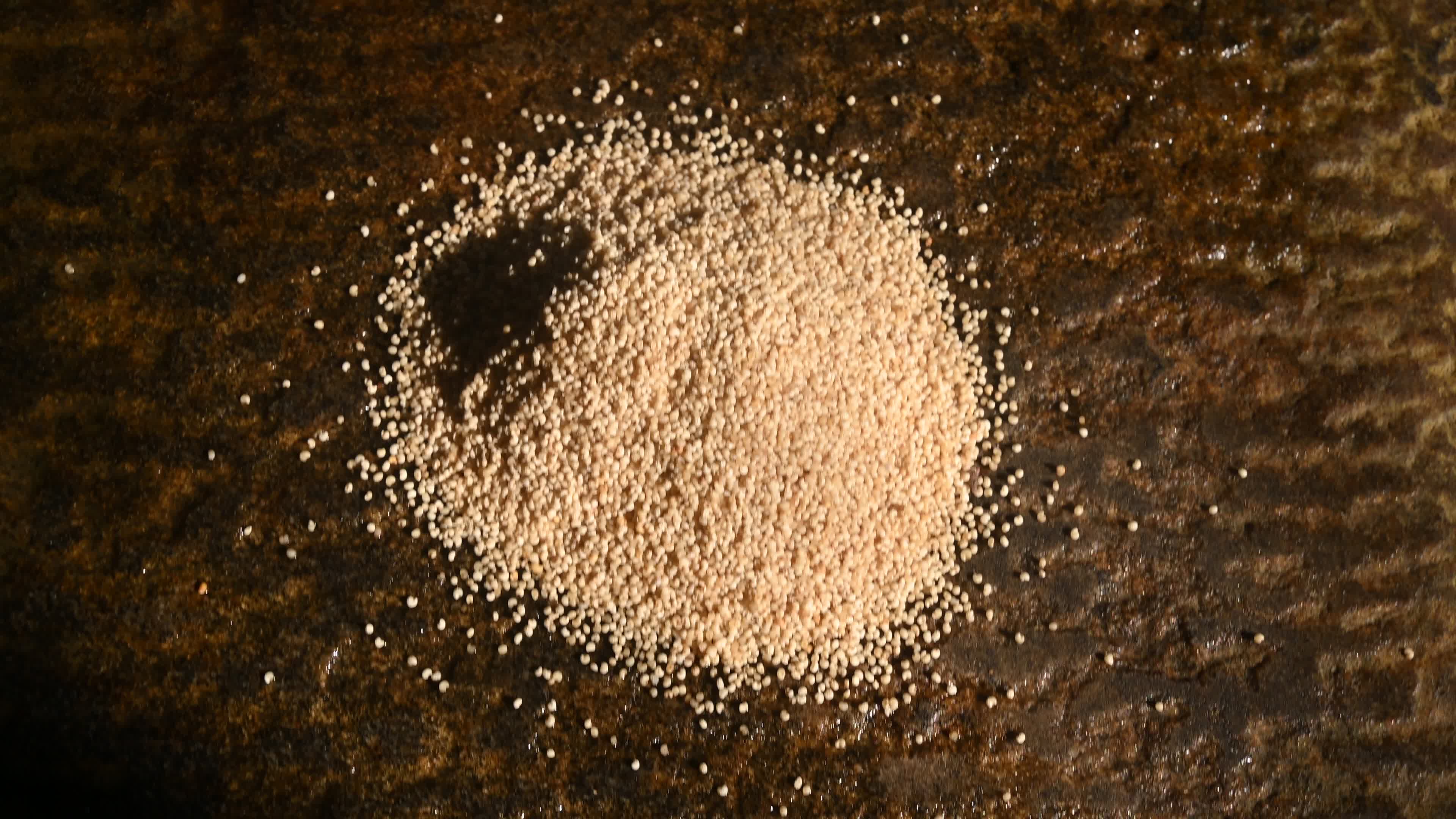 Poppy Seeds - Opium Poppy - Papaver somniferum - Food - Cultivation
