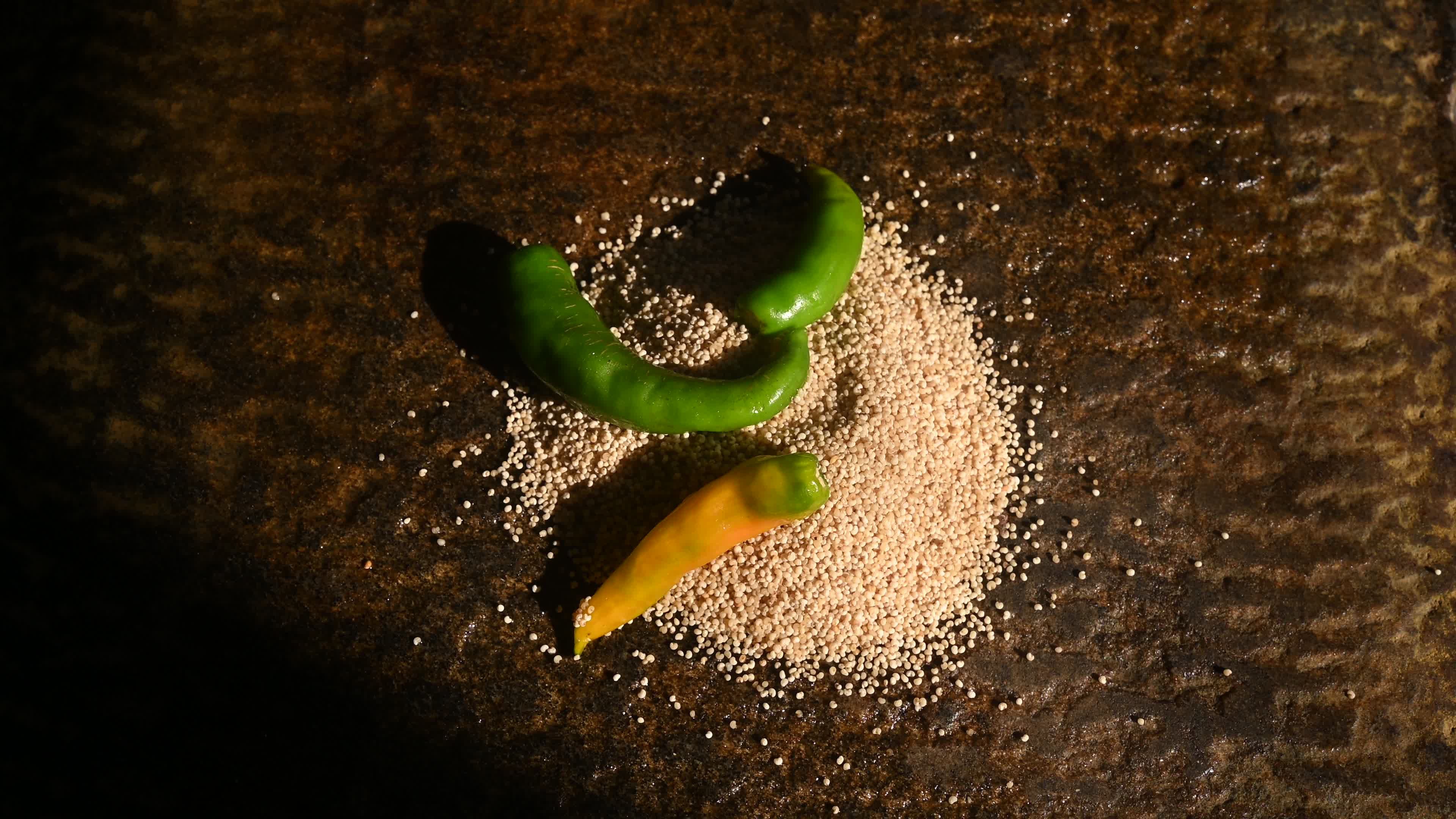 Poppy Seeds - Opium Poppy - Papaver somniferum - Food - Cultivation
