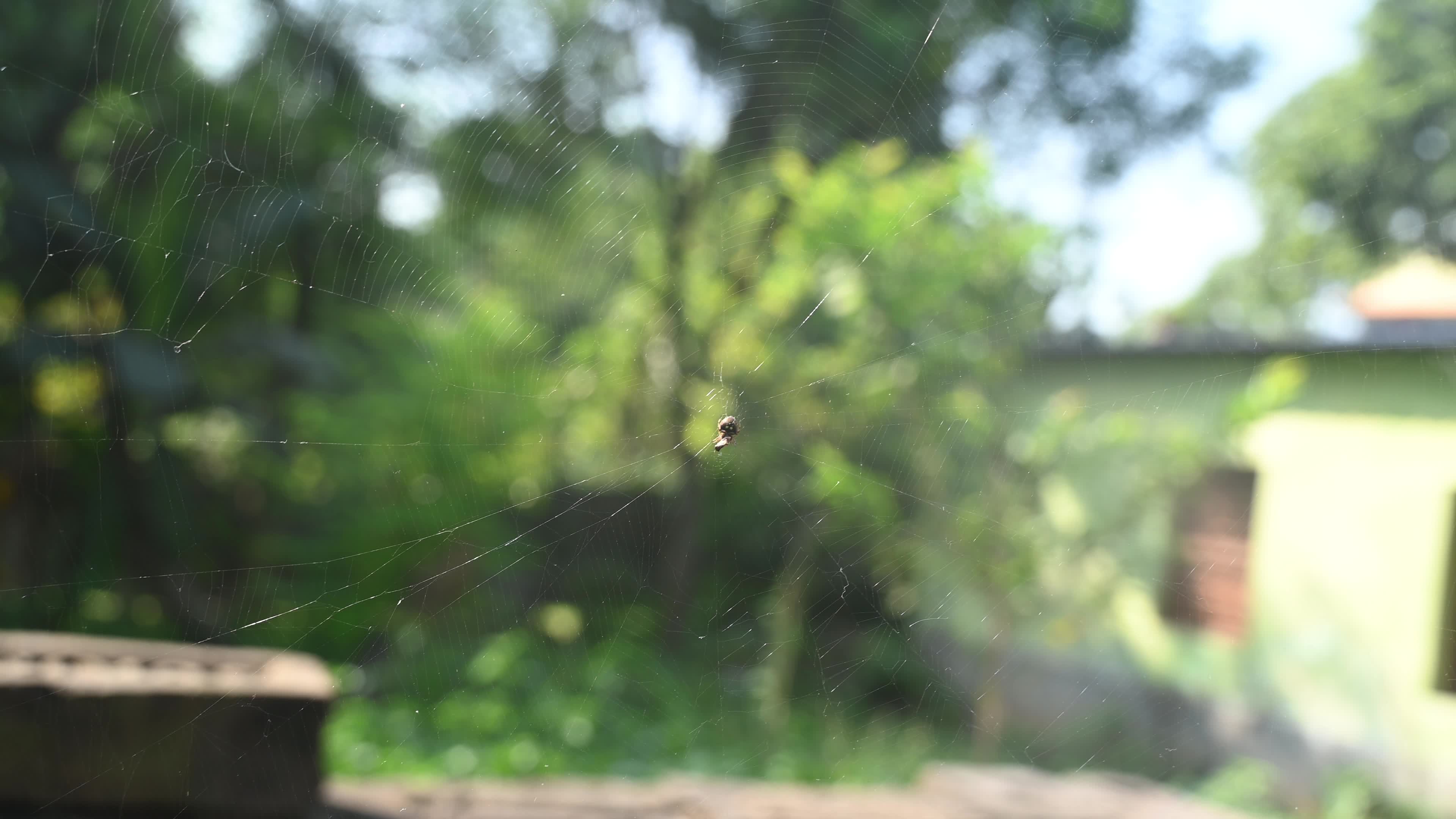 Spotted Orb Weavers Spider - Neoscona - Araneidae - Animal India
