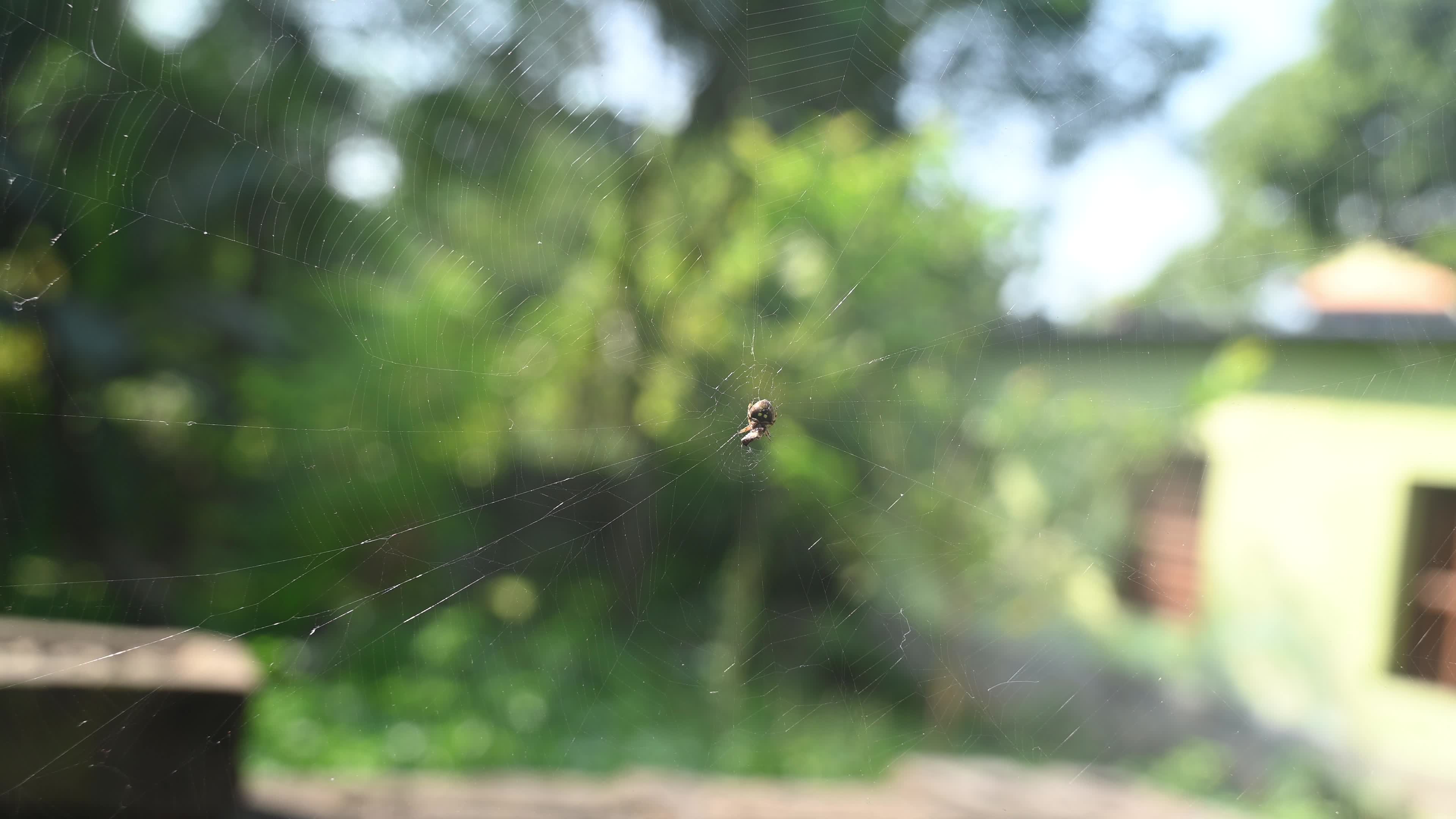 Spotted Orb Weavers Spider - Neoscona - Araneidae - Animal India
