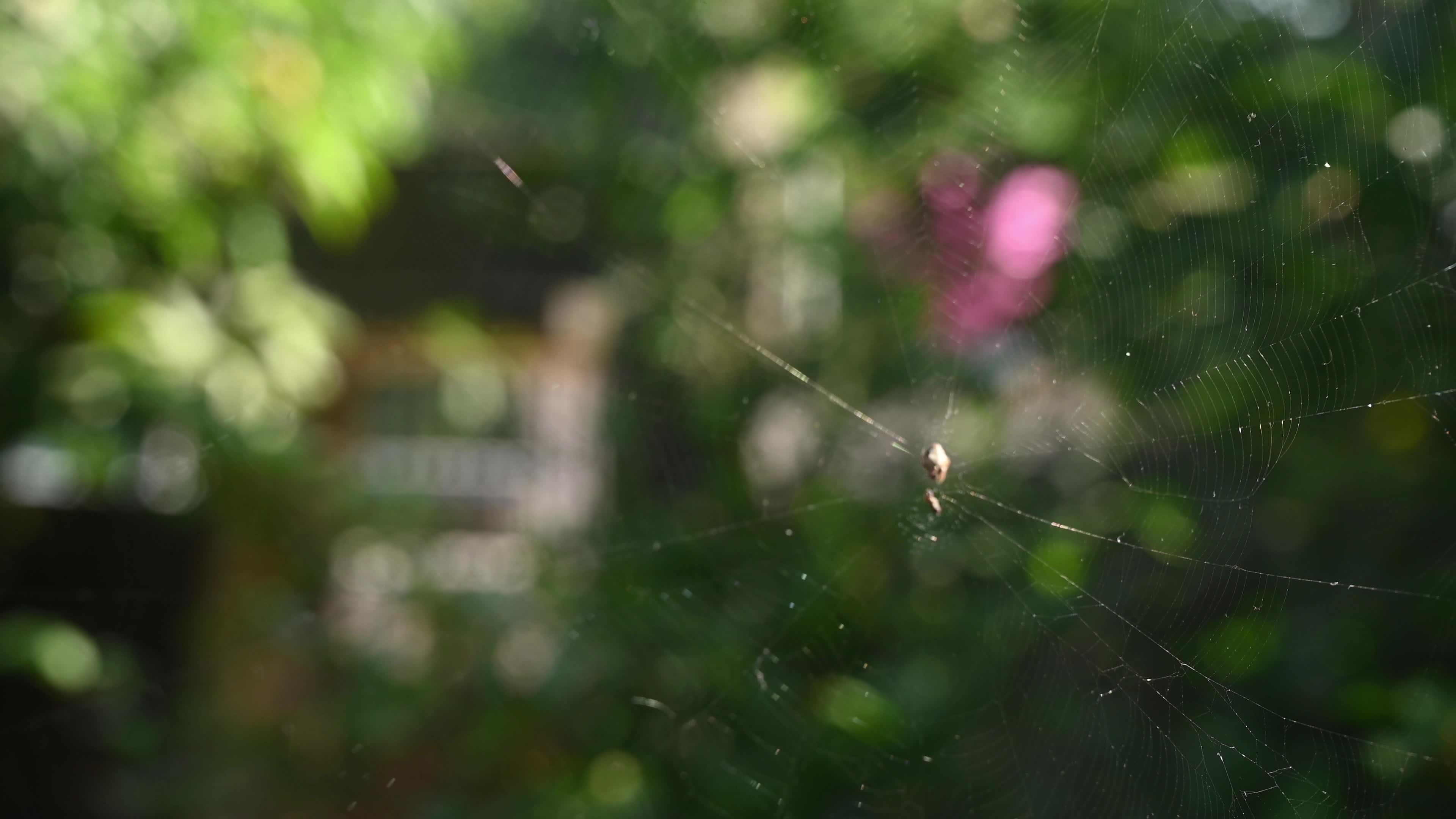 Spotted Orb Weavers Spider - Neoscona - Araneidae - Animal India
