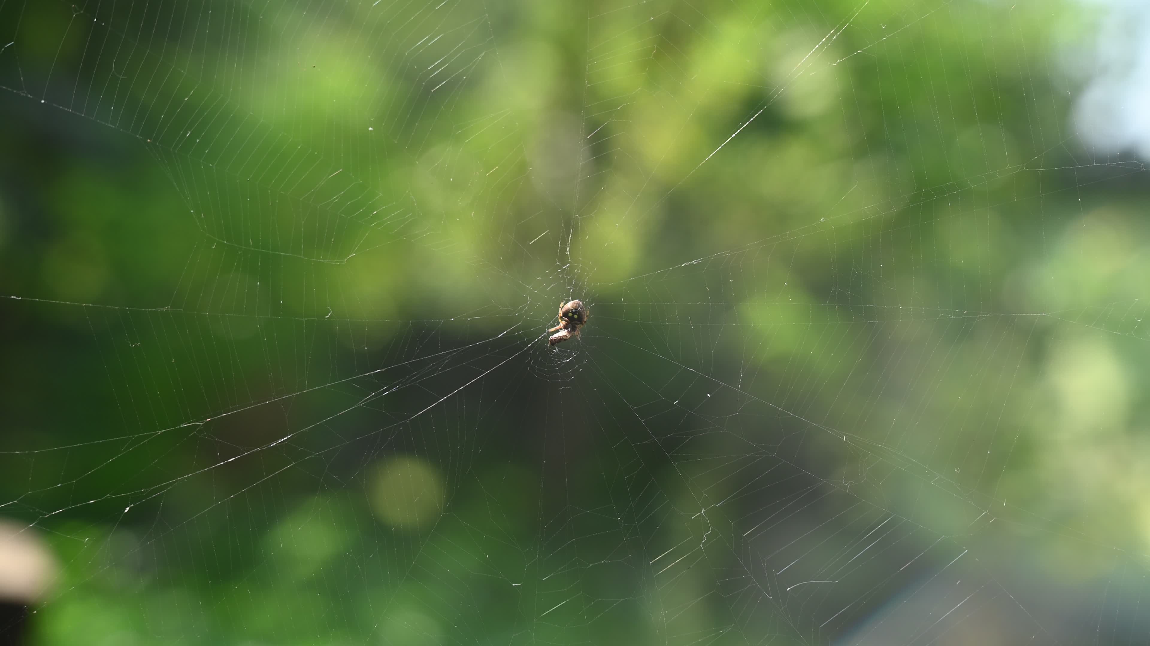 Spotted Orb Weavers Spider - Neoscona - Araneidae - Animal India
