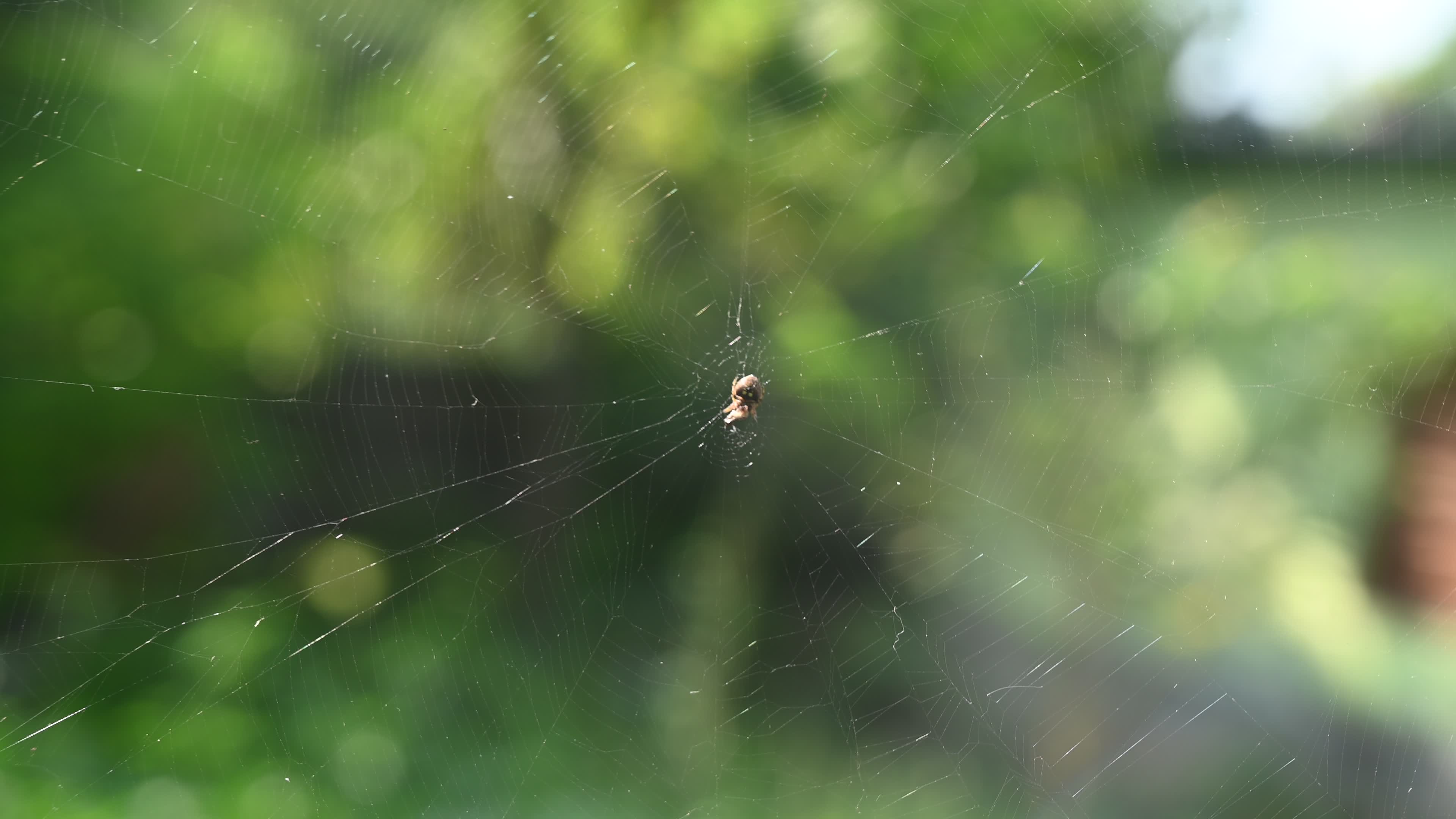 Spotted Orb Weavers Spider - Neoscona - Araneidae - Animal India
