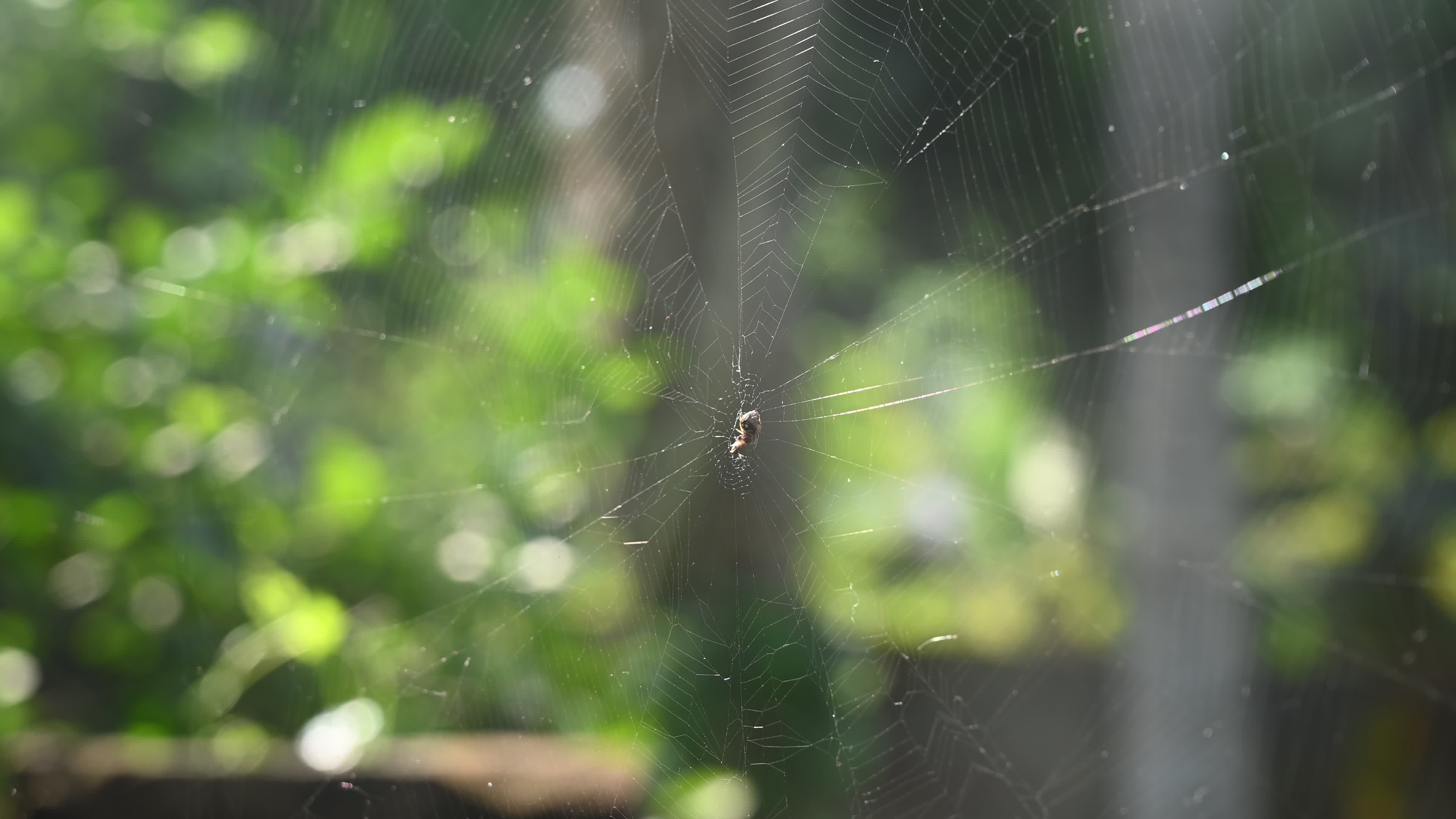 Spotted Orb Weavers Spider - Neoscona - Araneidae - Animal India
