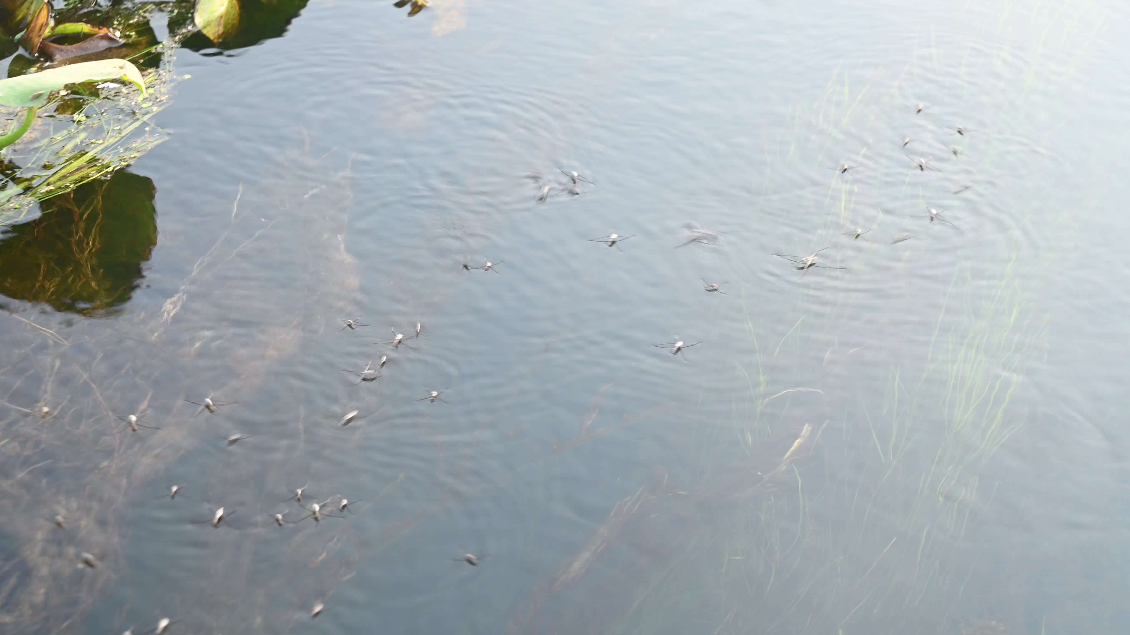 Water strider on the water surface
