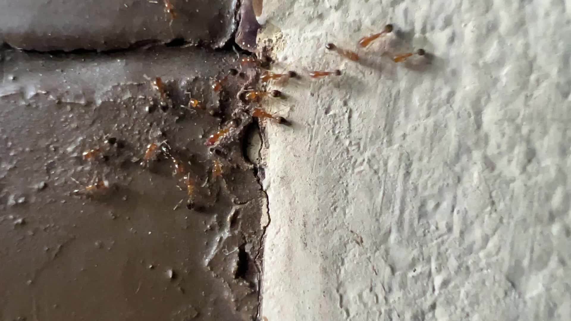 Ants crawling on a wall in Kerala, India