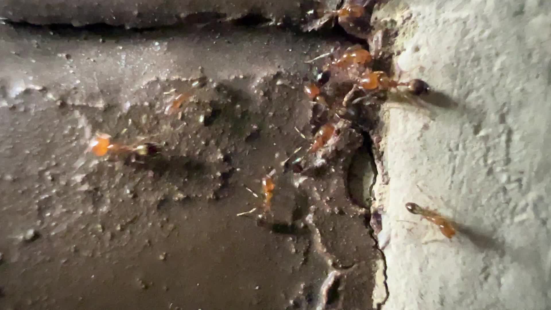 Ants crawling on a wall in Kerala, India