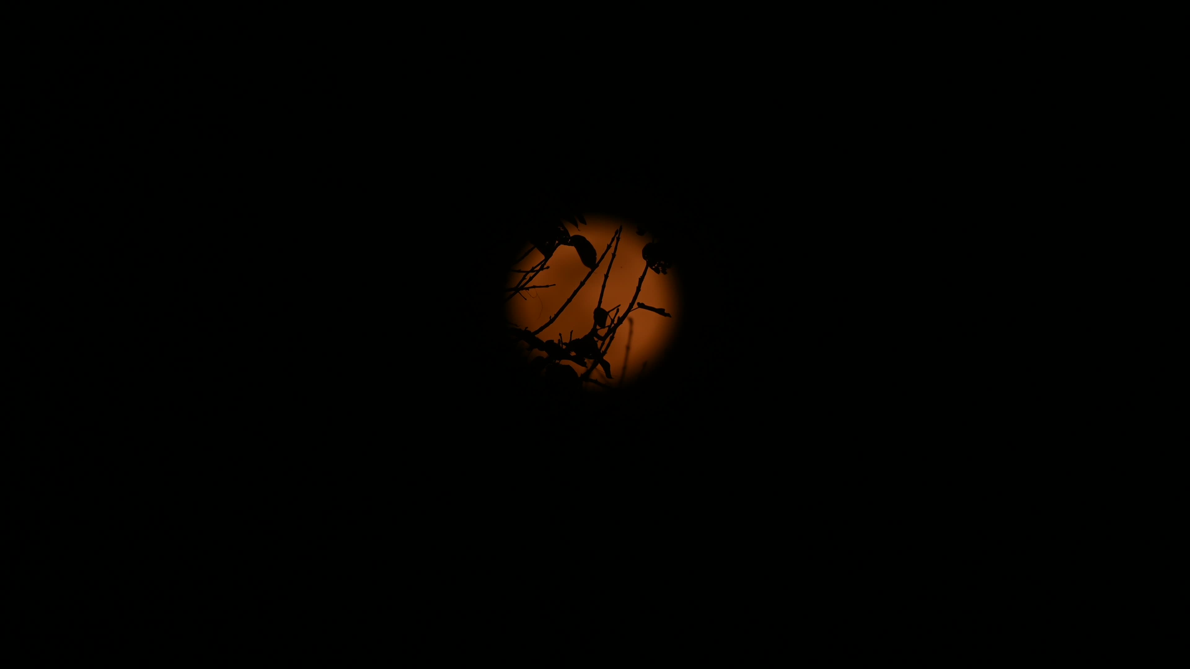  Cold Moon 2024: Rare Lunar Event - The Last Full Moon
