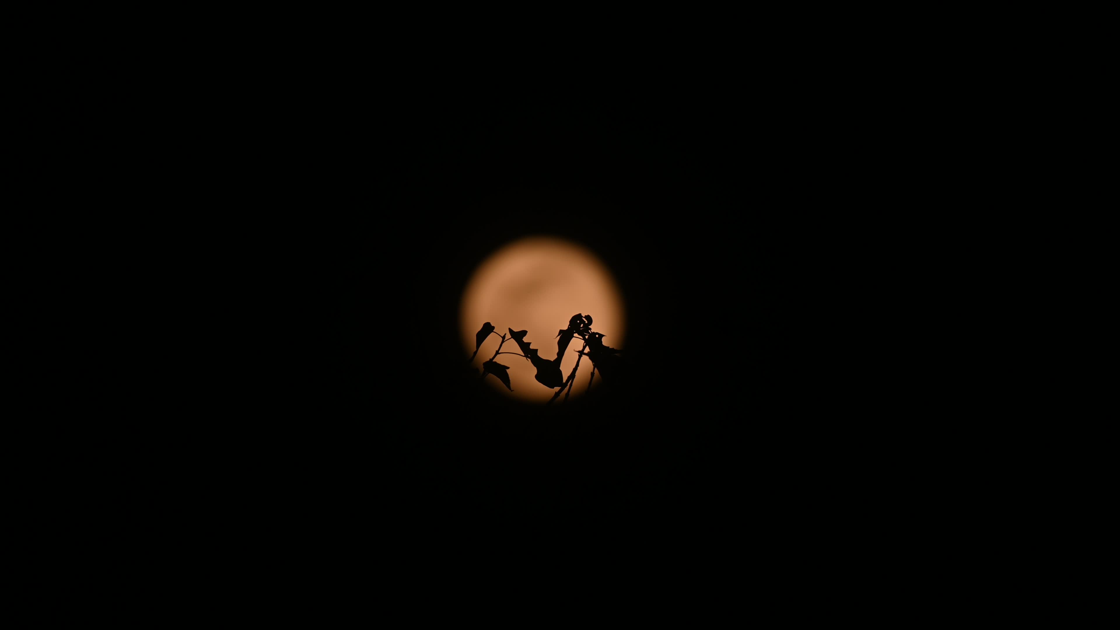  Cold Moon 2024: Rare Lunar Event - The Last Full Moon
