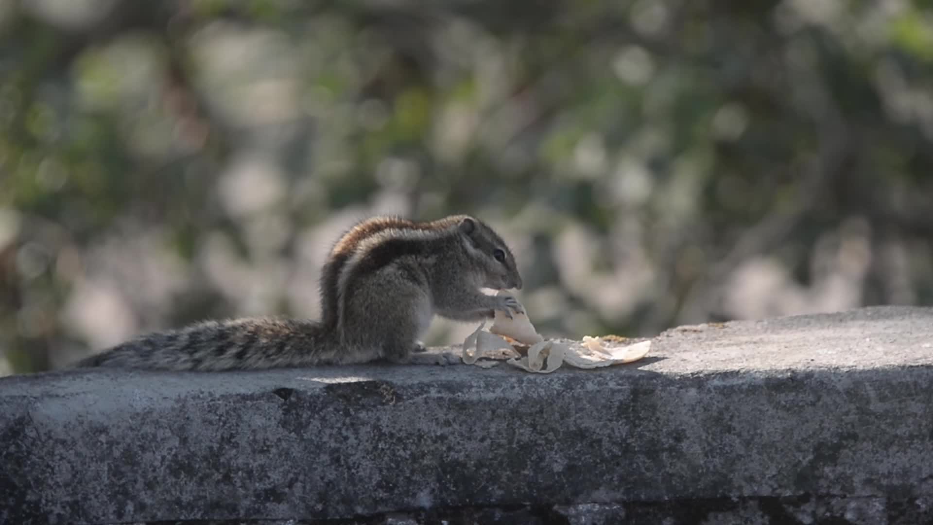 Squirrel is eating food