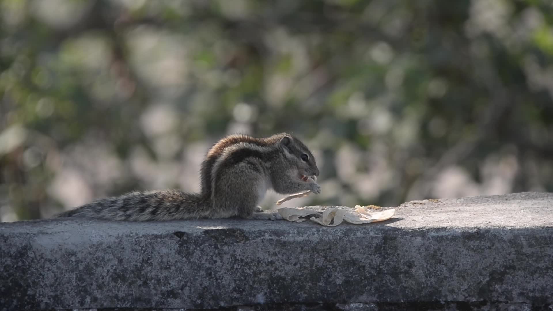 Squirrel is eating food