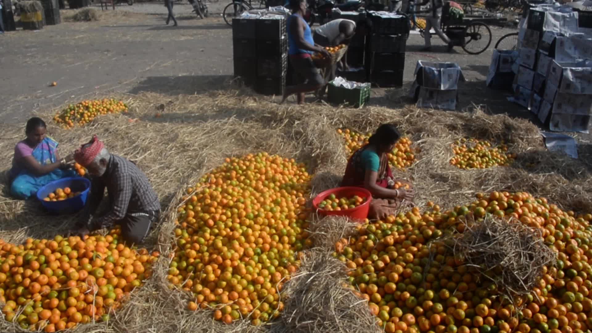 India Economy Fruit Oranges