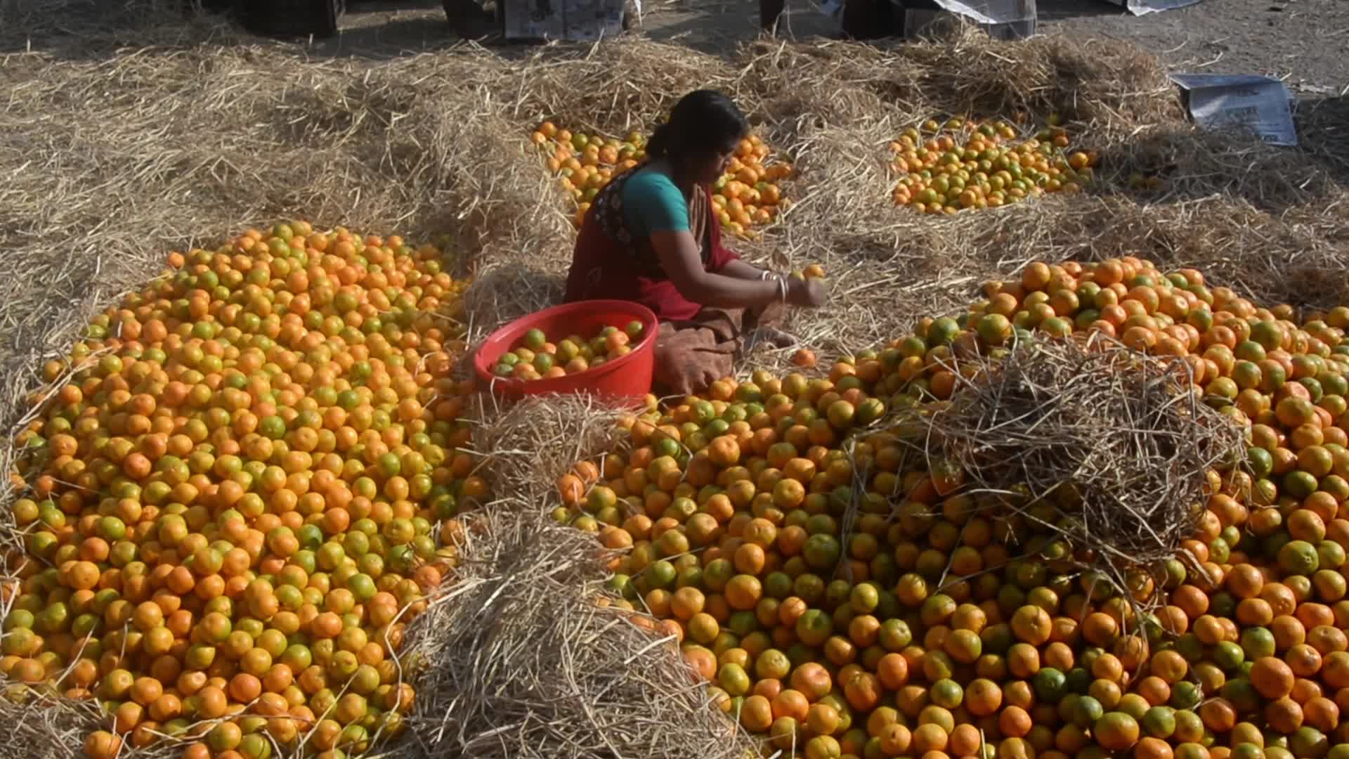 India Economy Fruit Oranges