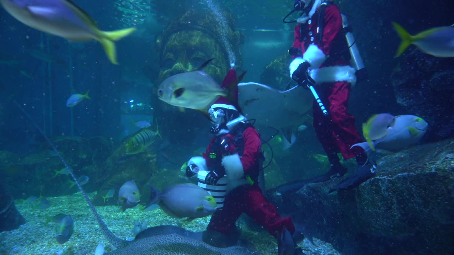 Fish feeding performance by Santa Claus diver to celebrate Christmas.