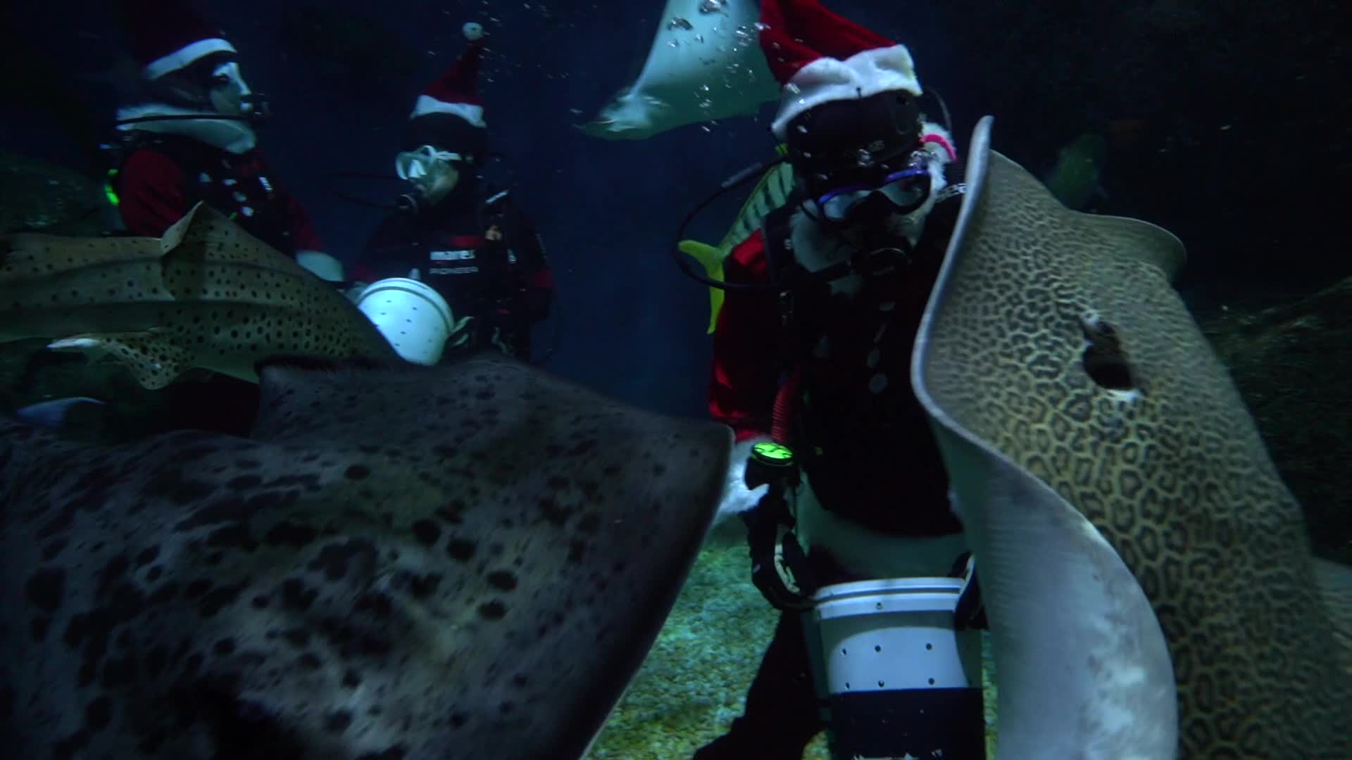 Fish feeding performance by Santa Claus diver to celebrate Christmas.