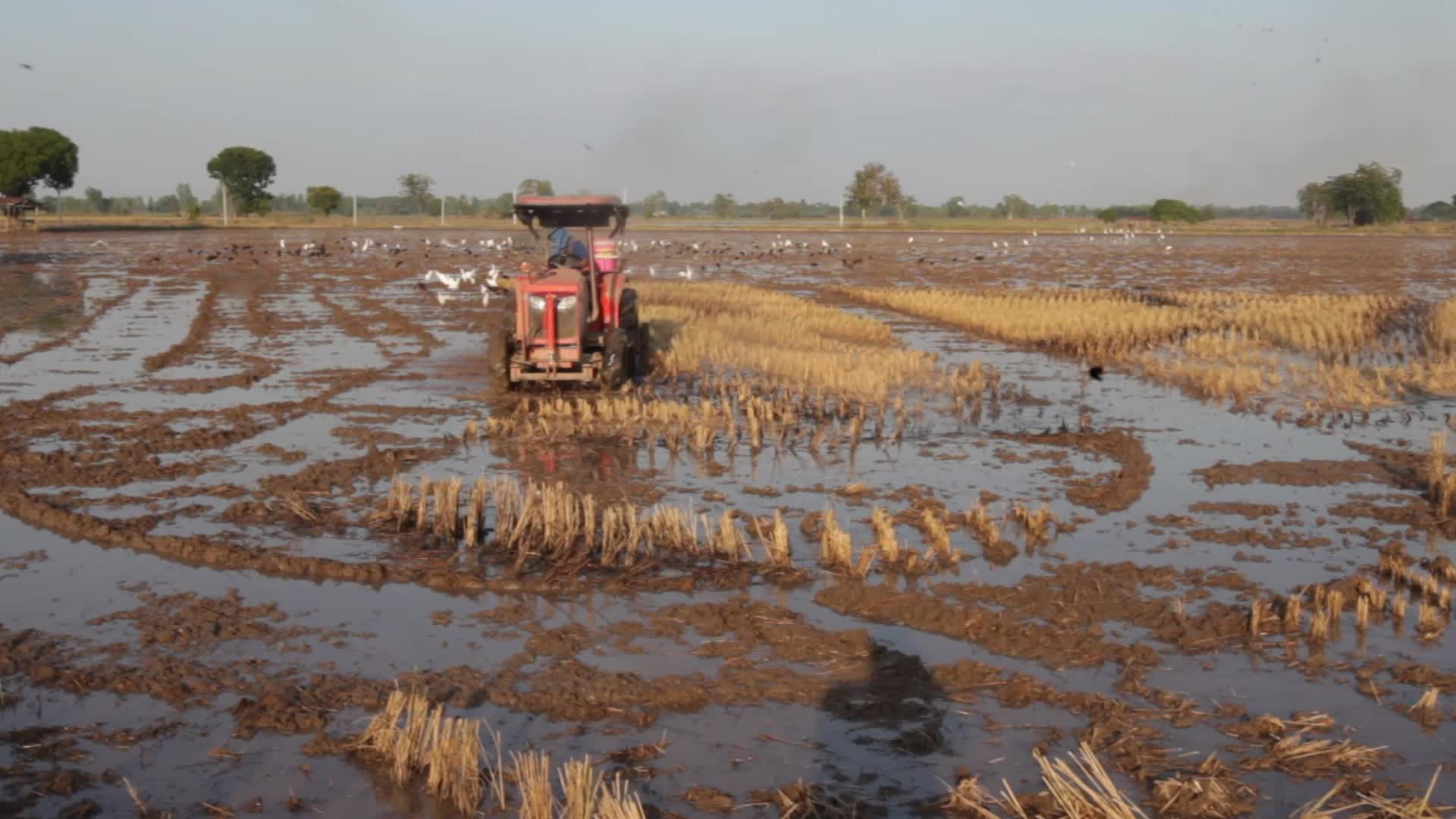 Thailand Agriculture