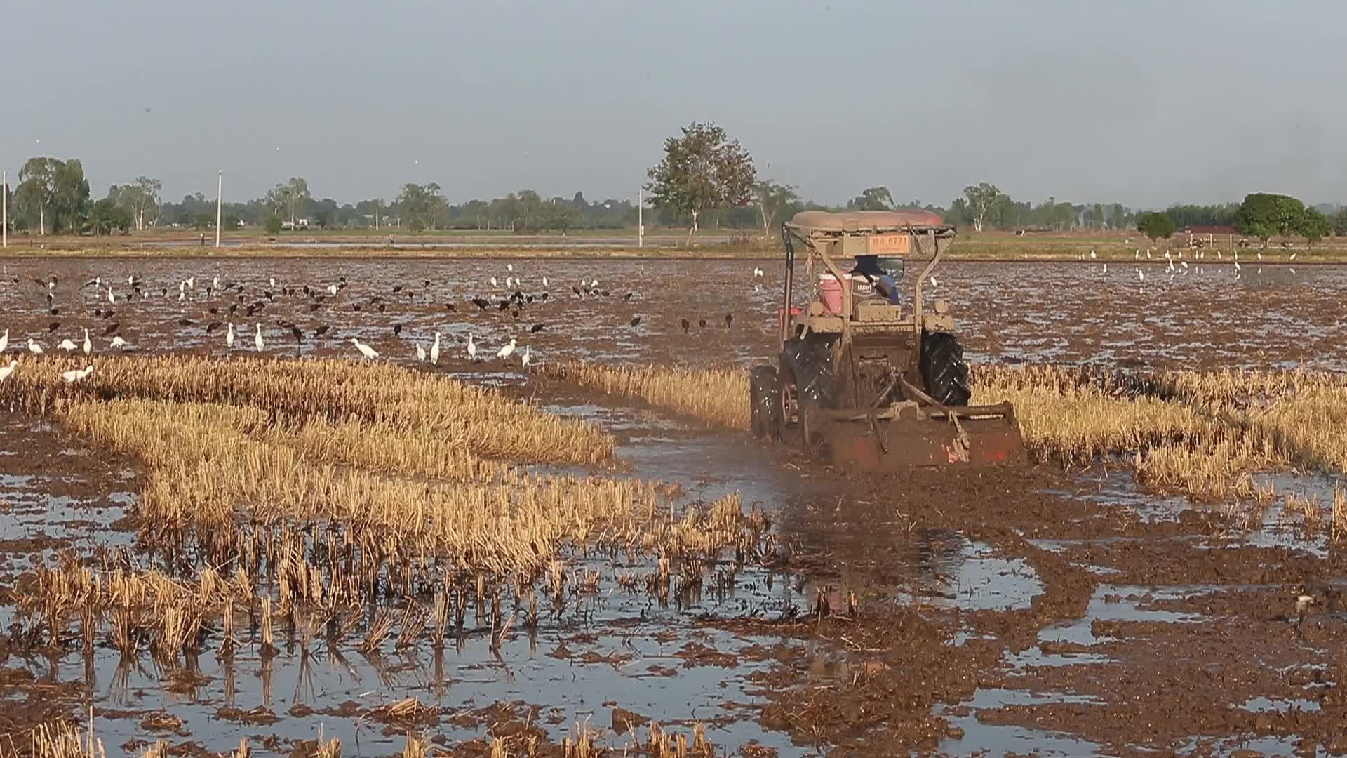 Thailand Agriculture